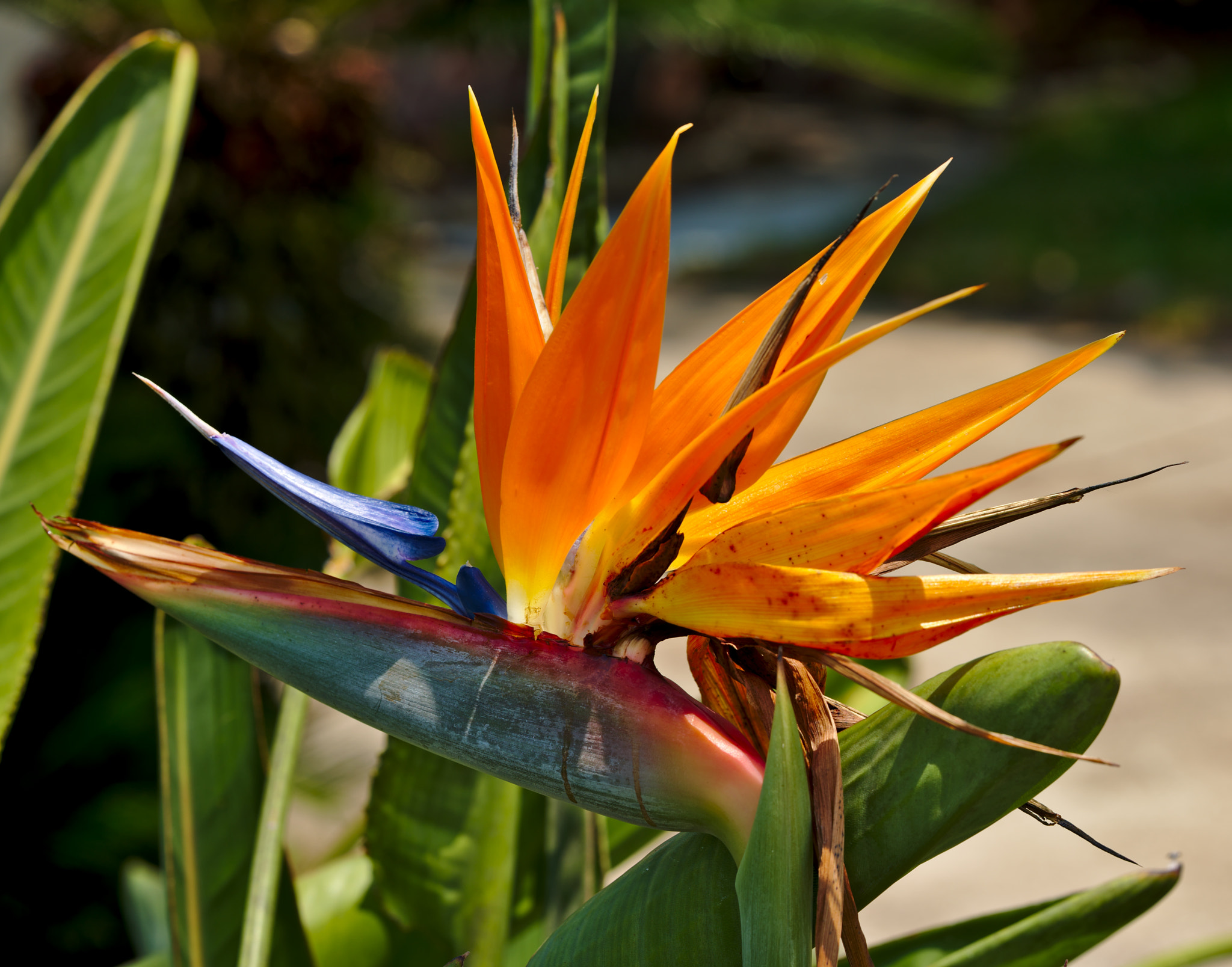ZEISS Otus 85mm F1.4 sample photo. Mexican bird of paradise or streliza photography