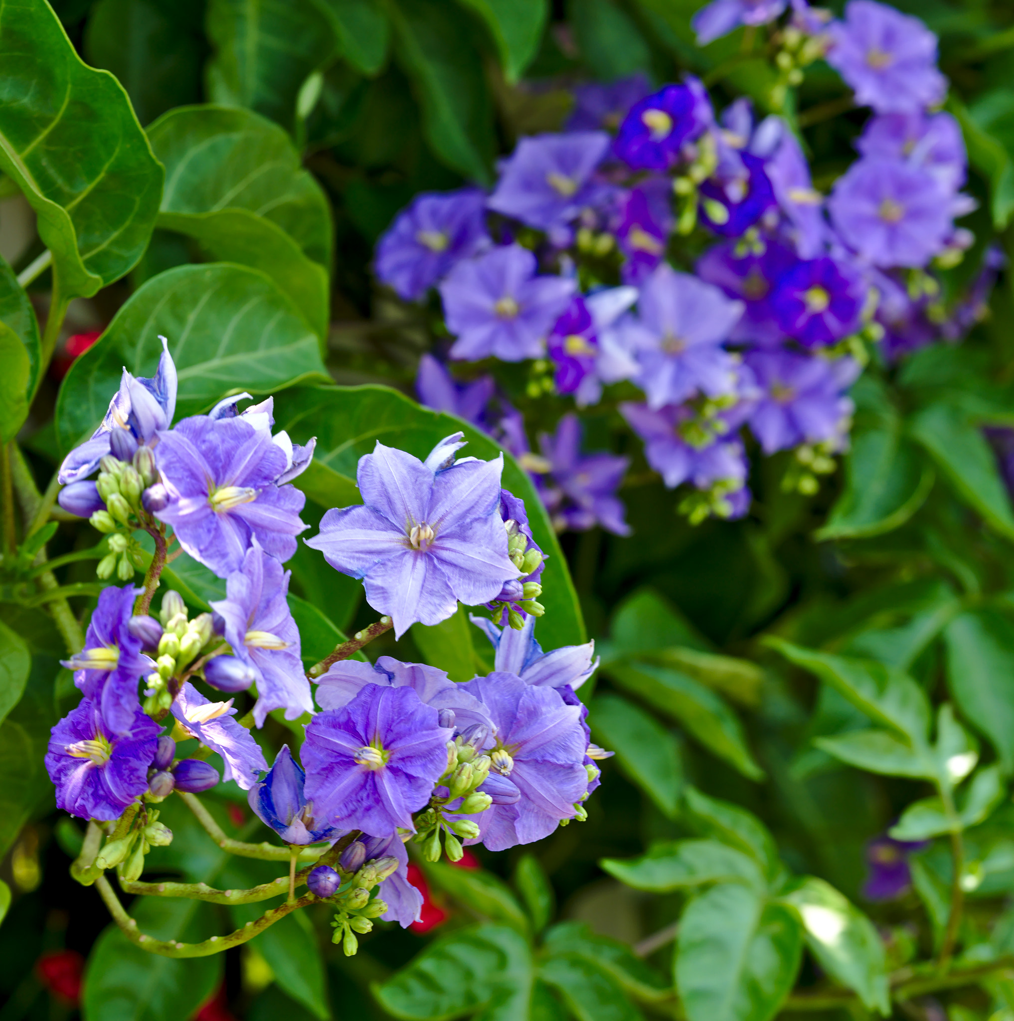 ZEISS Otus 85mm F1.4 sample photo. Purple flowers photography