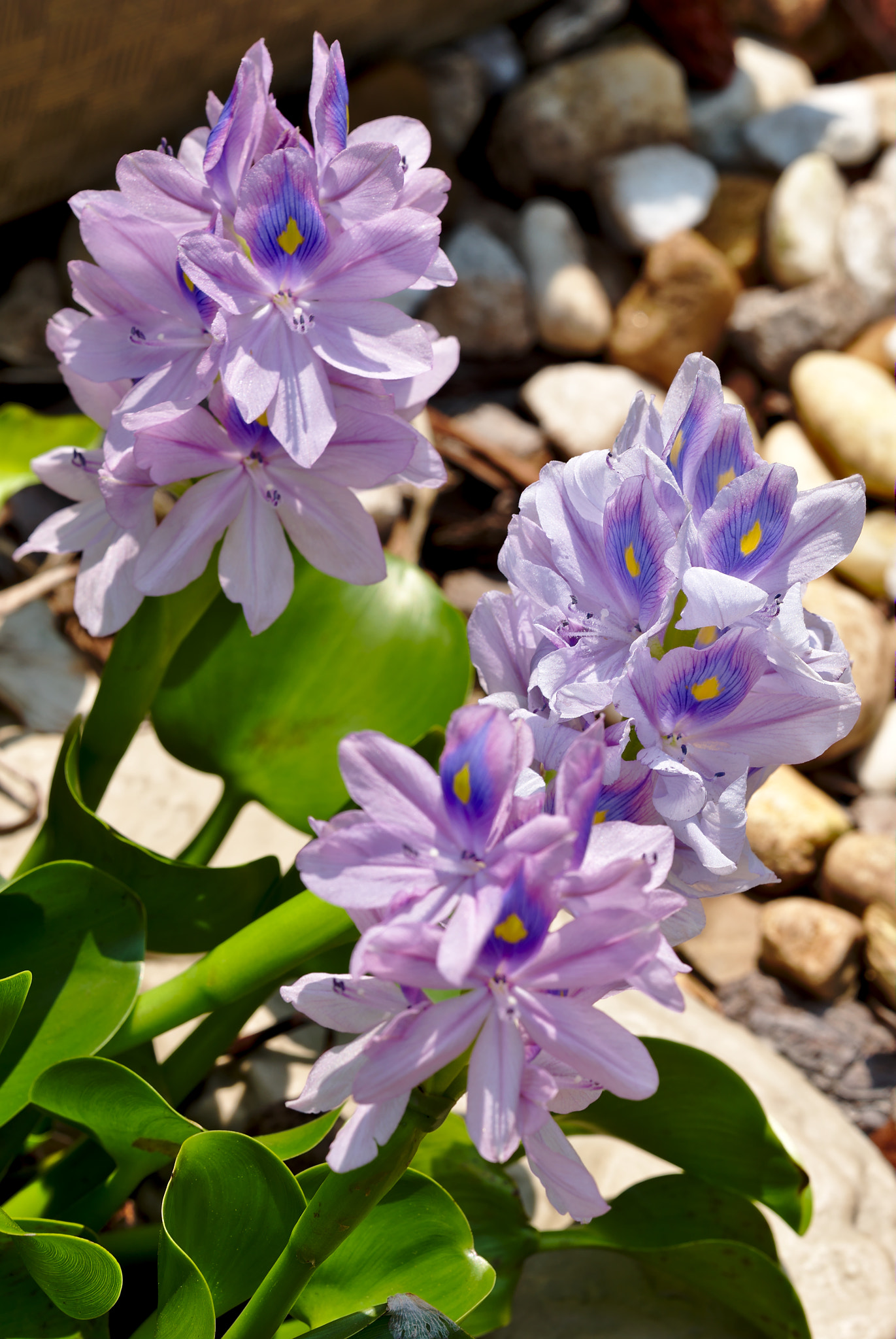 ZEISS Otus 85mm F1.4 sample photo. Water hyacinth / eichhornia crassipes photography