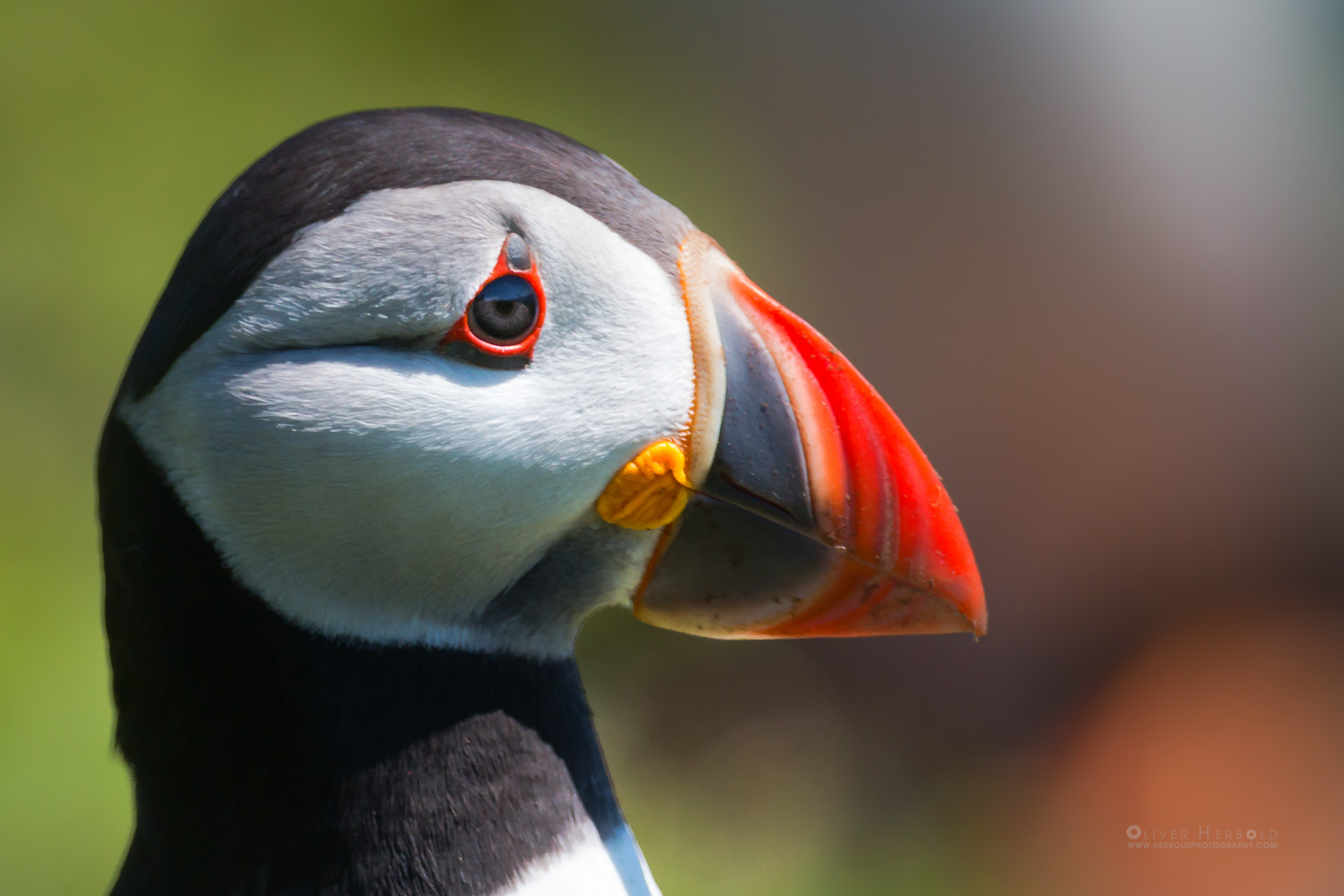 Canon EOS 70D + Canon EF 800mm F5.6L IS USM sample photo. Puffin portrait no. 2 photography