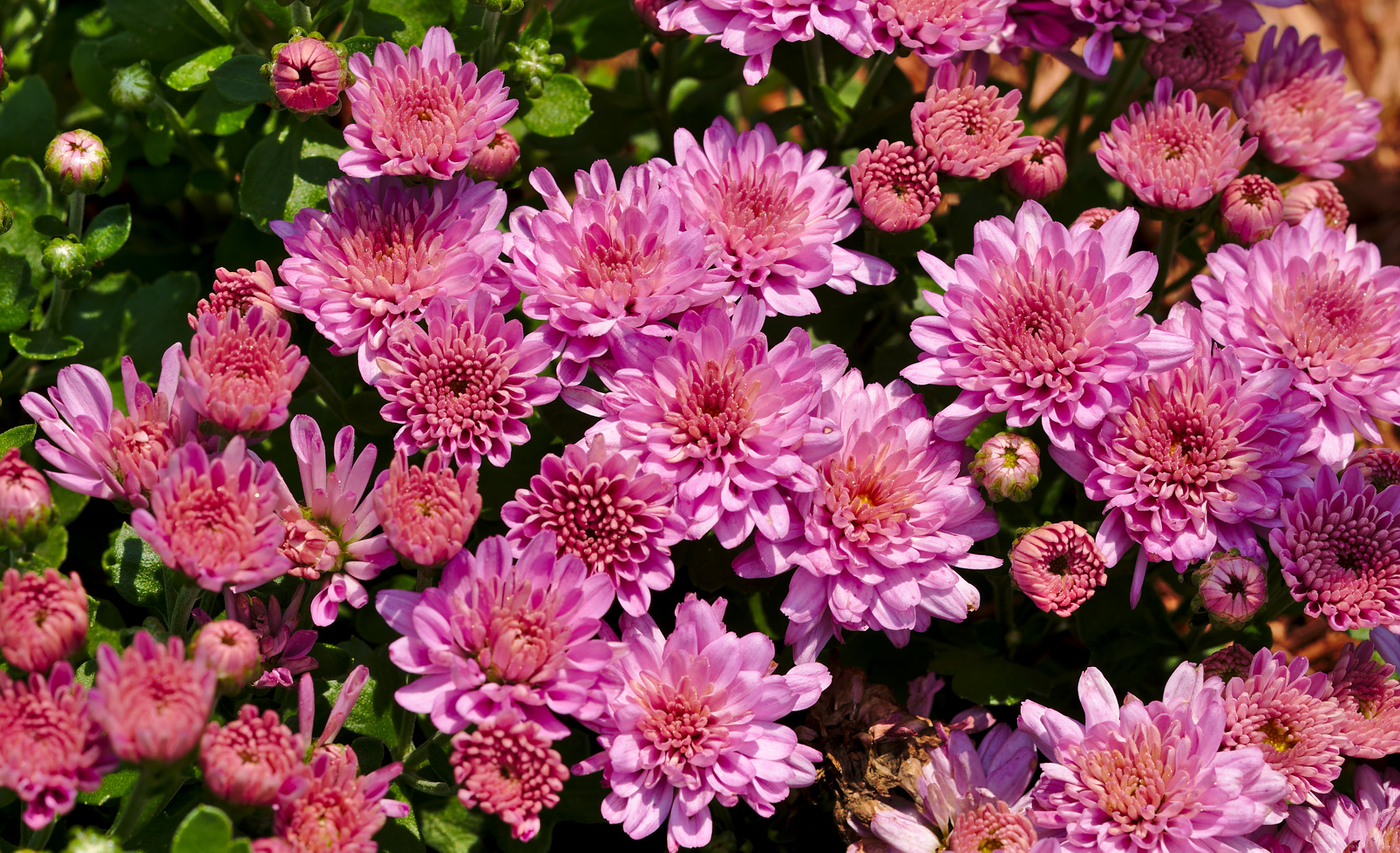 ZEISS Otus 85mm F1.4 sample photo. A cluster of pink mum / chrysanthemum photography