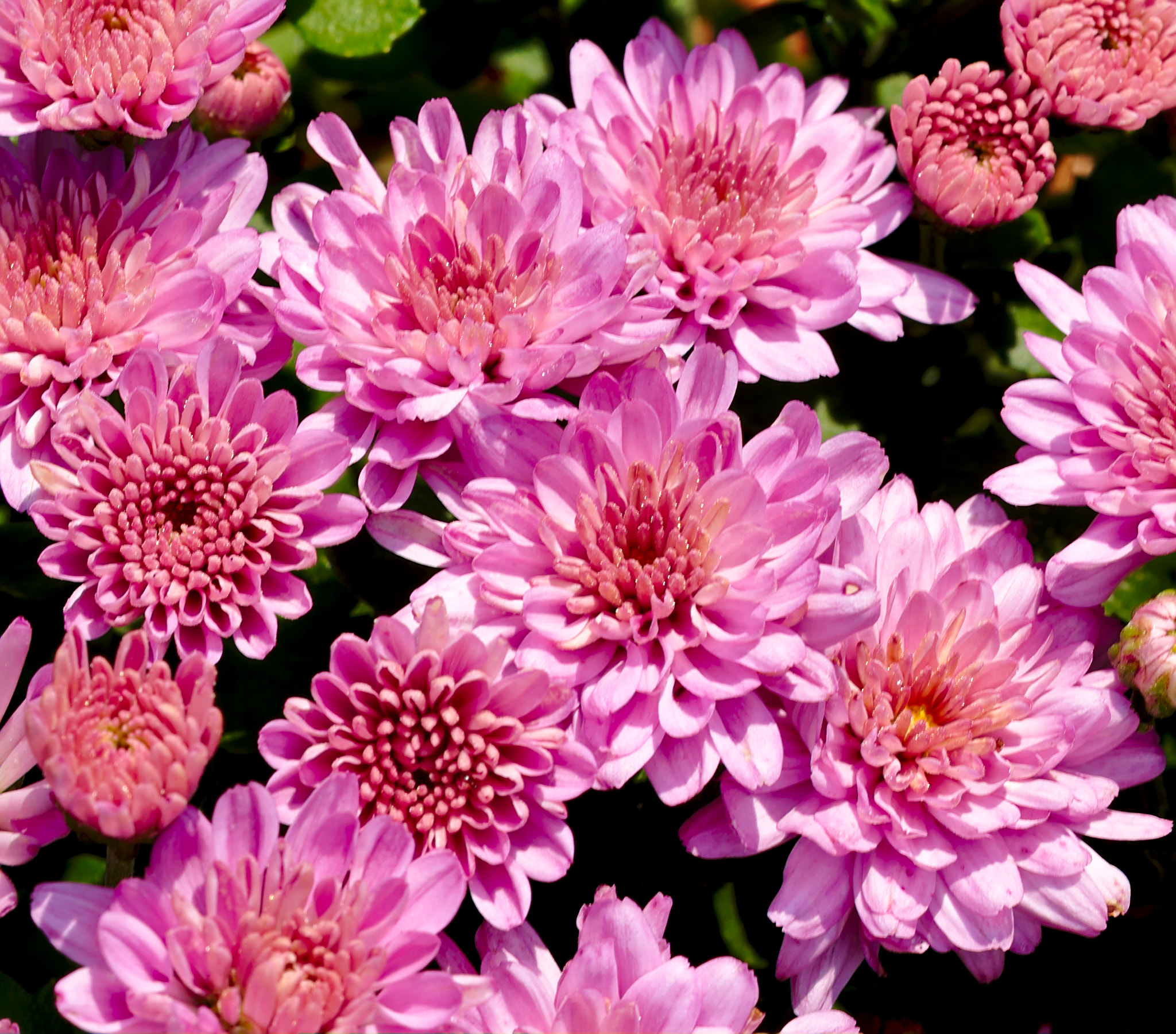 ZEISS Otus 85mm F1.4 sample photo. A cluster of pink mum / chrysanthemum photography