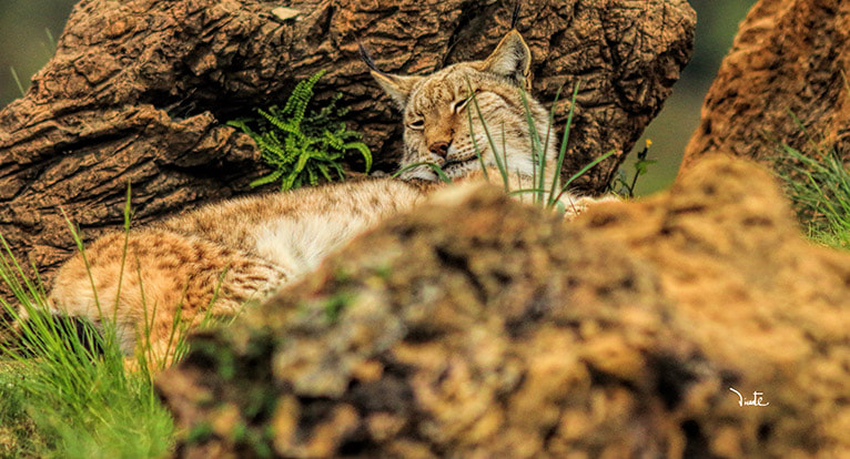 Canon EF 200mm f/2.8L II + 2x sample photo. Lince iberico photography