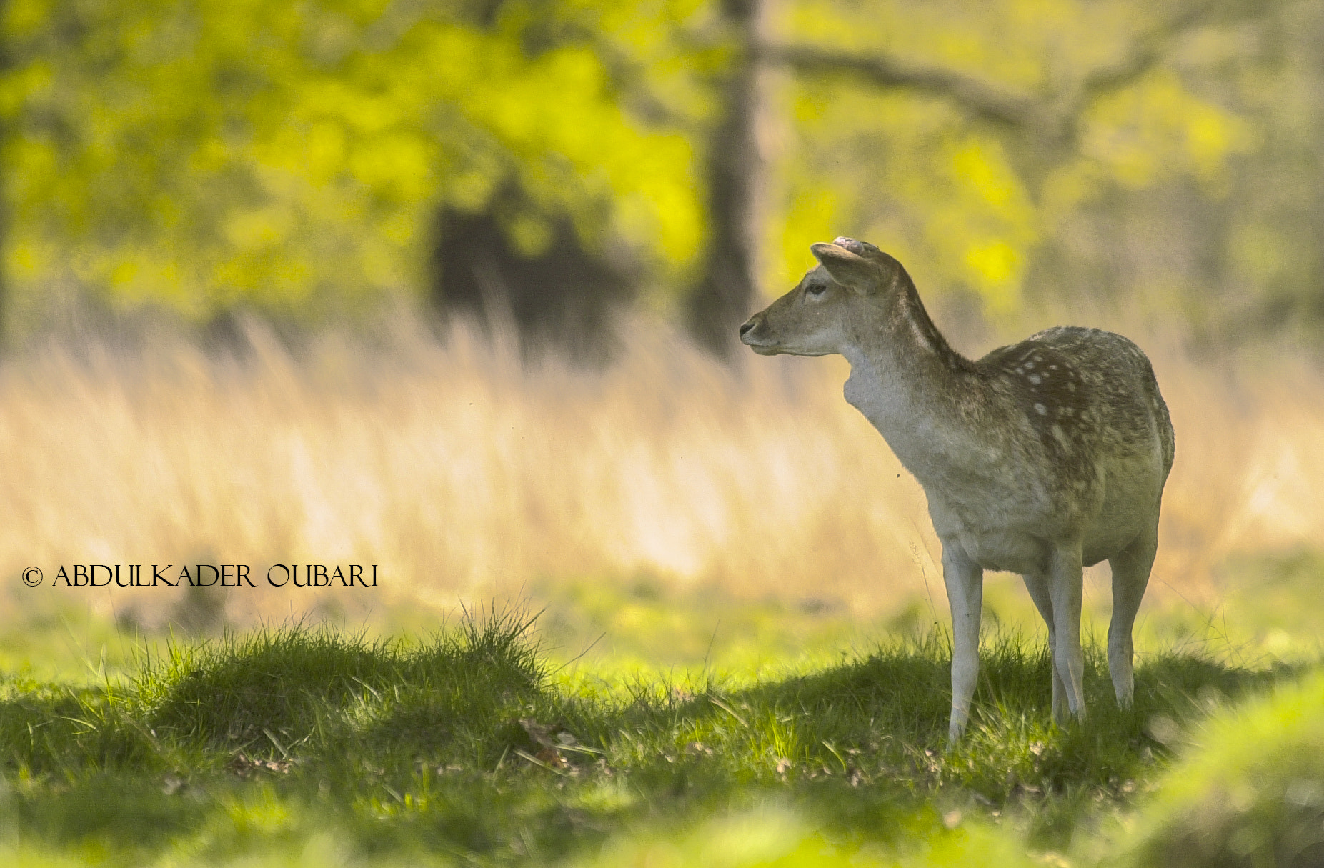 Nikon D1 sample photo. Deer photography