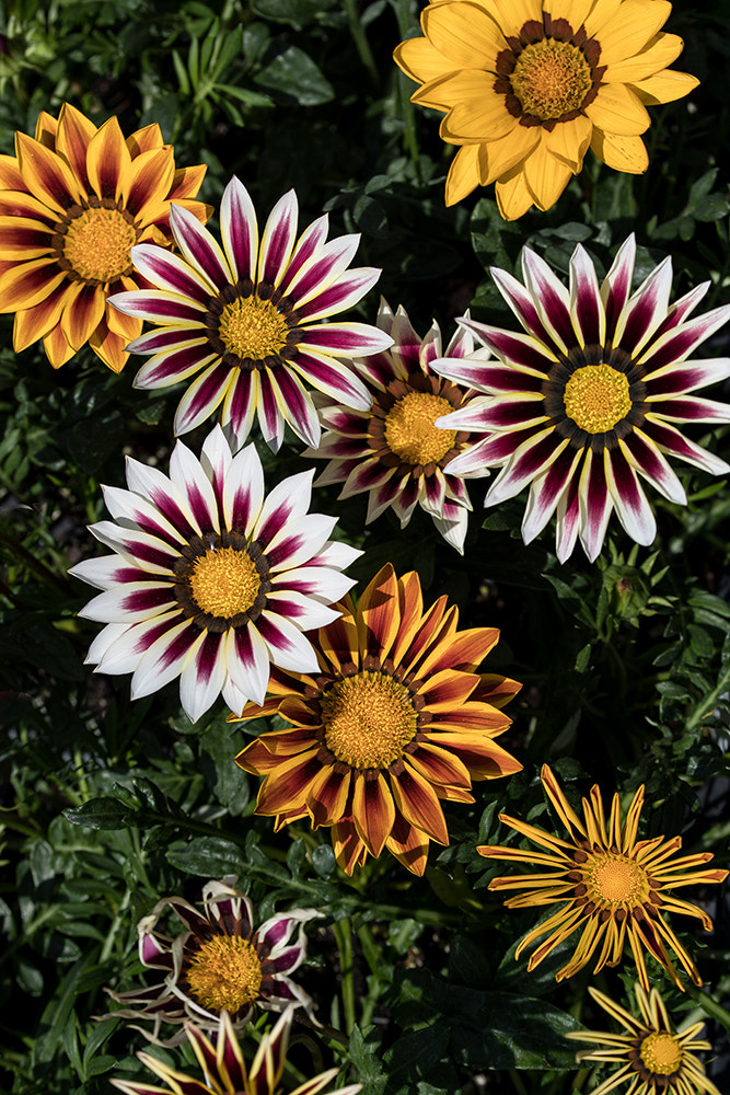 Canon EF 100mm F2.8L Macro IS USM sample photo. !dxmkflowers web photography