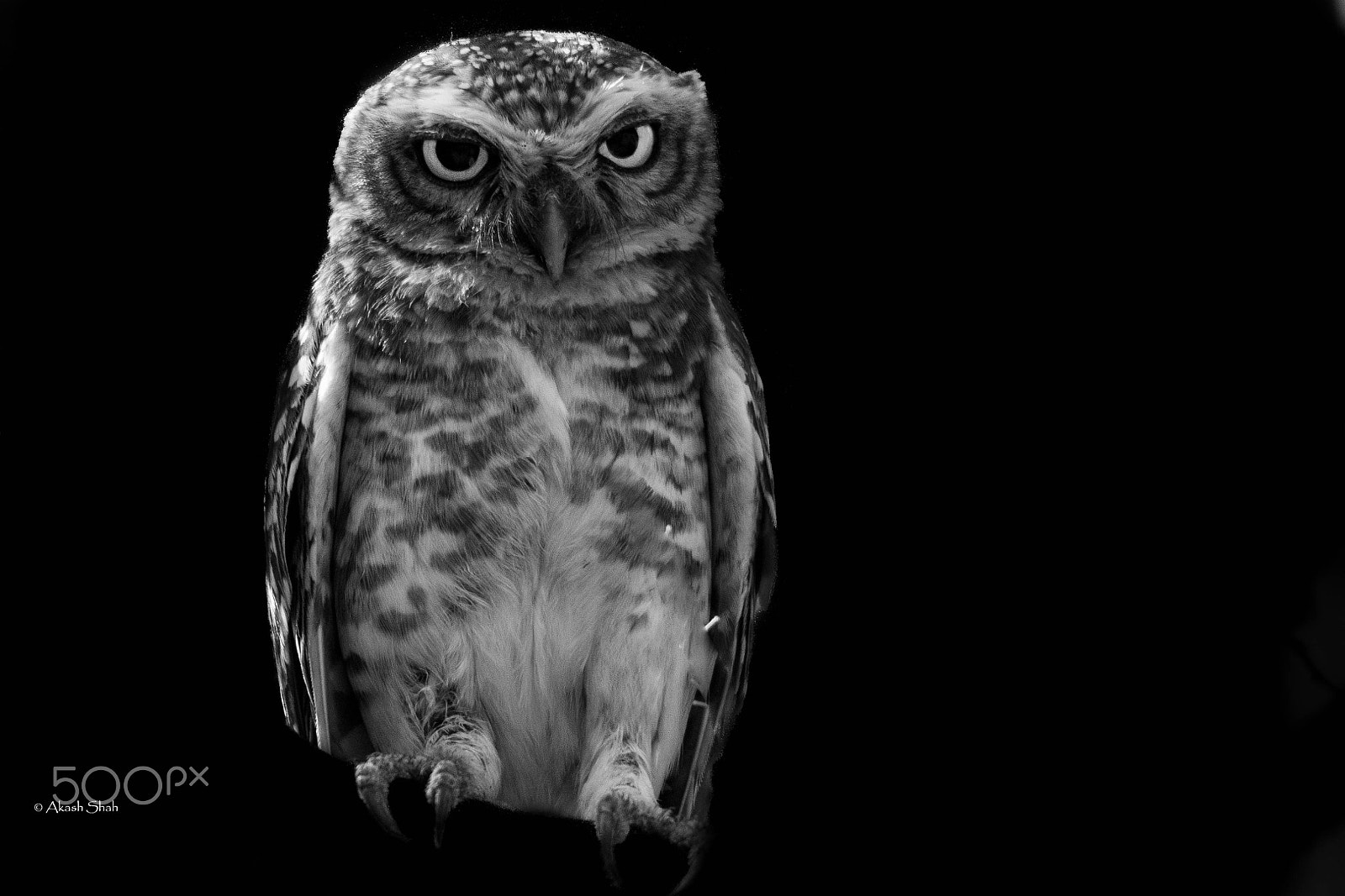 Sigma 150-500mm F5-6.3 DG OS HSM sample photo. Spotted owl photography