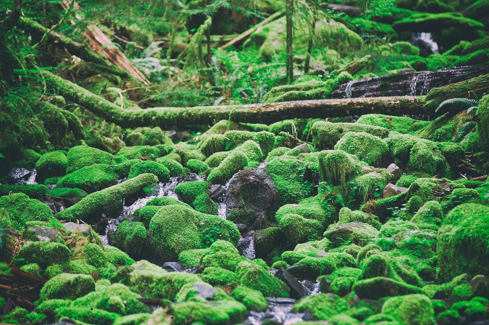 Nikon D4S sample photo. Olympic national forest photography