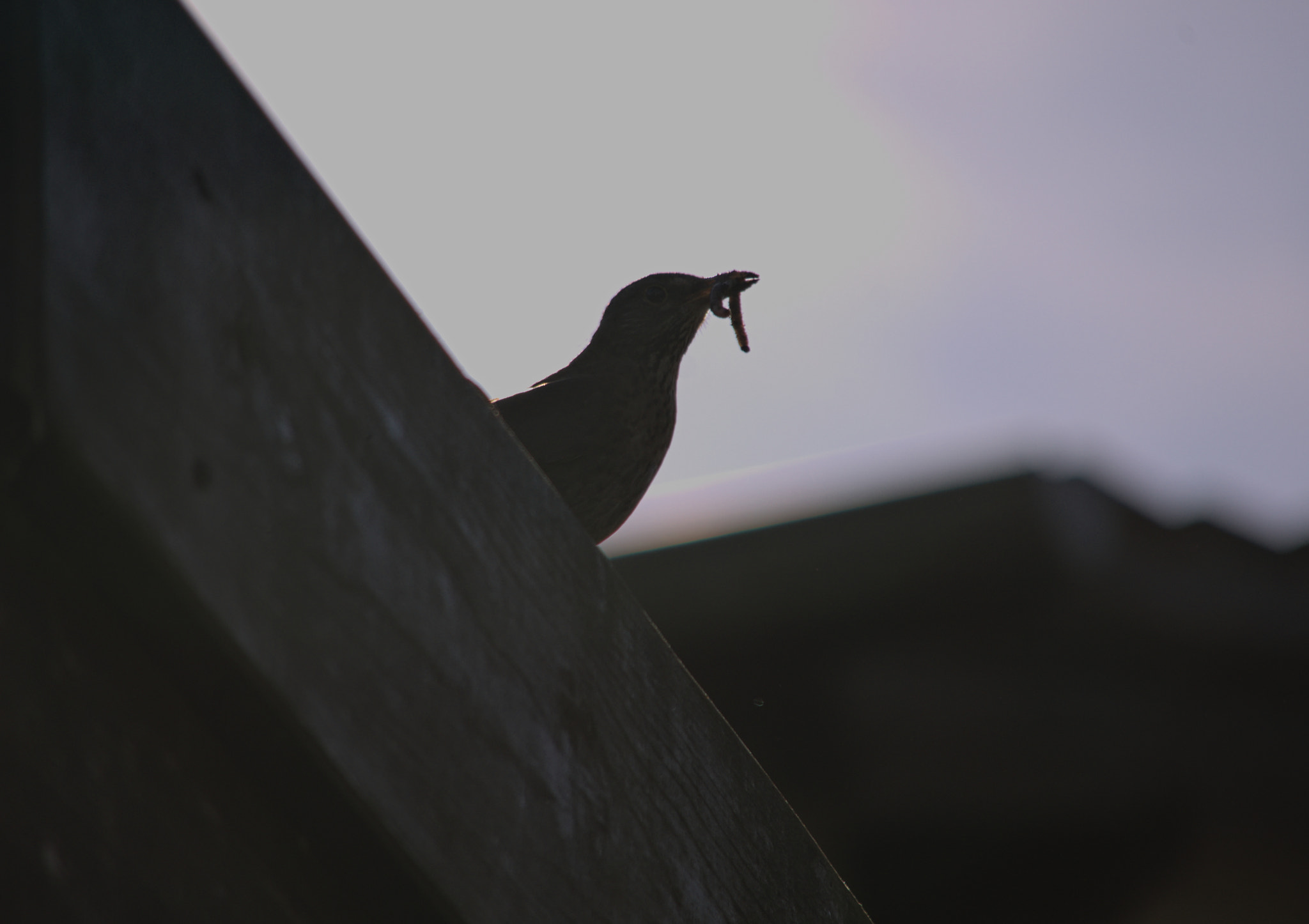 Samsung/Schneider D-XENON 50-200mm F4-5.6 sample photo. Birdofprey photography