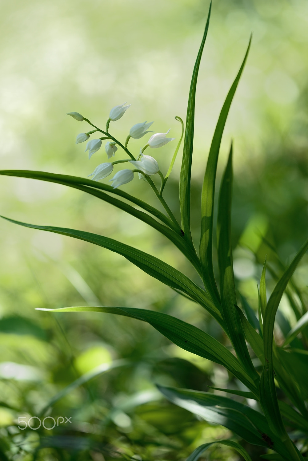 Sigma 150mm F2.8 EX DG Macro HSM sample photo. Cephalanthera longifolia_______ photography