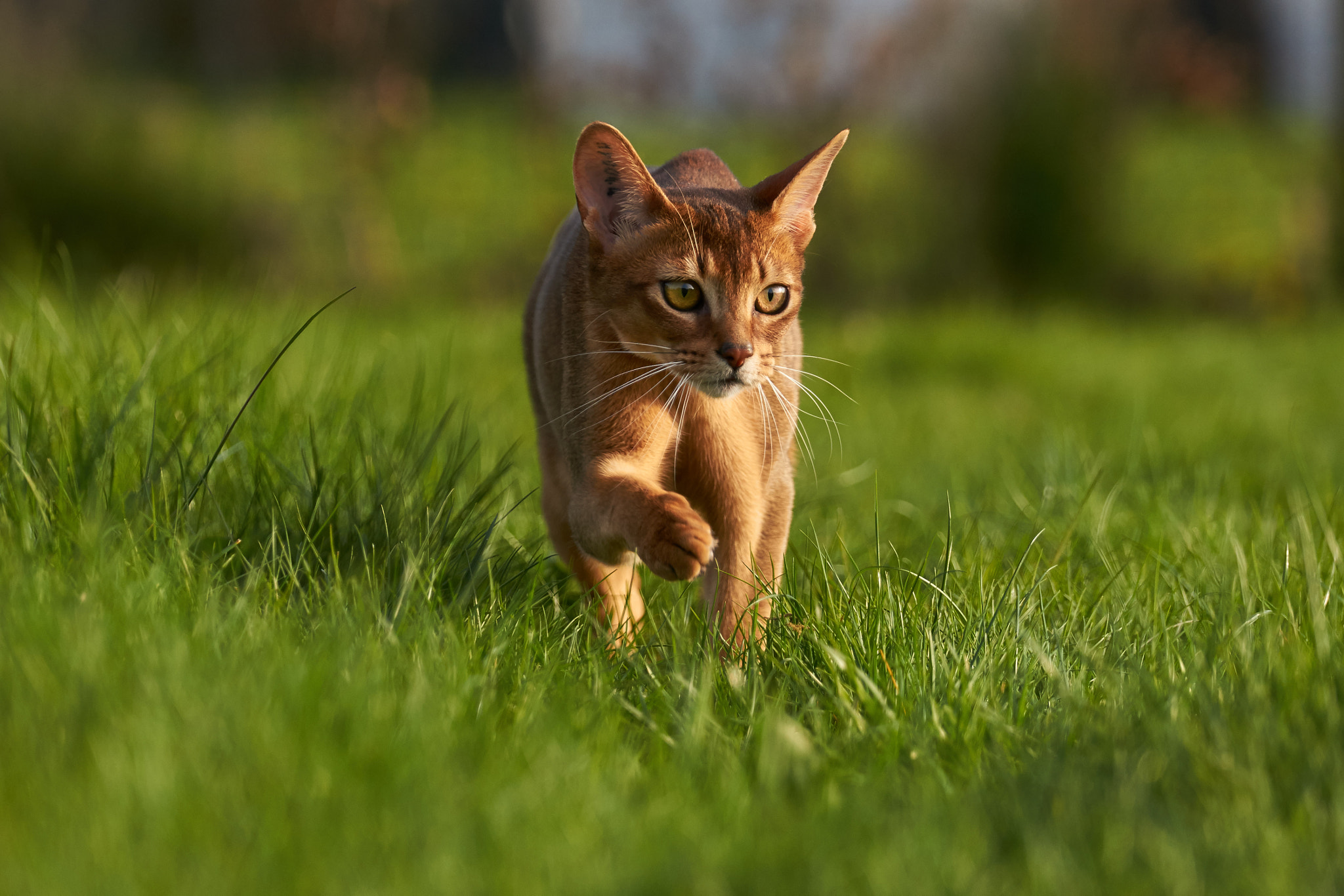 Sony 70-300mm F4.5-5.6 G SSM sample photo. Young abyssinian cat photography