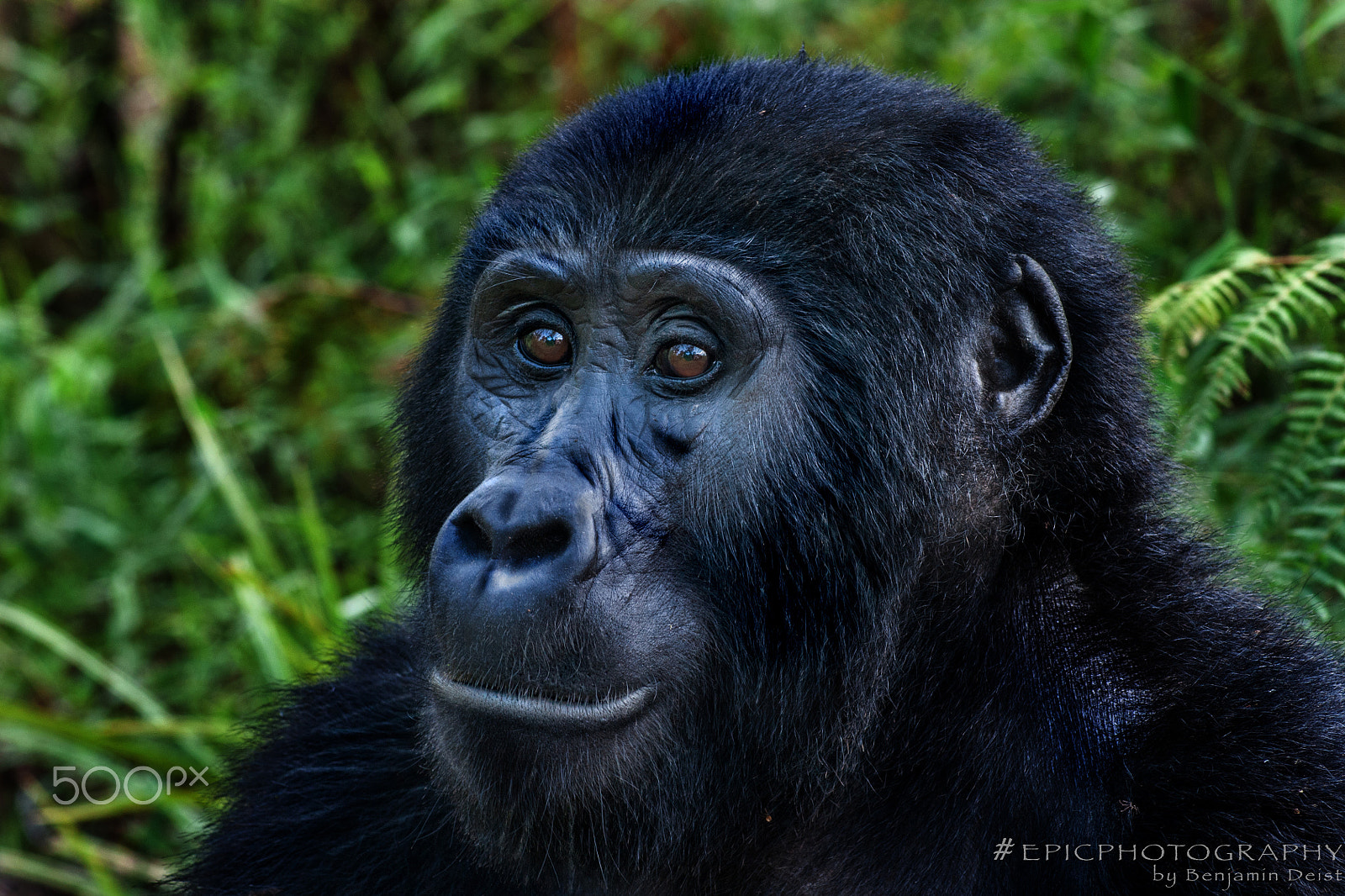 Sony Alpha DSLR-A700 + Tamron AF 70-300mm F4-5.6 Di LD Macro sample photo. Mountain gorilla in uganda photography