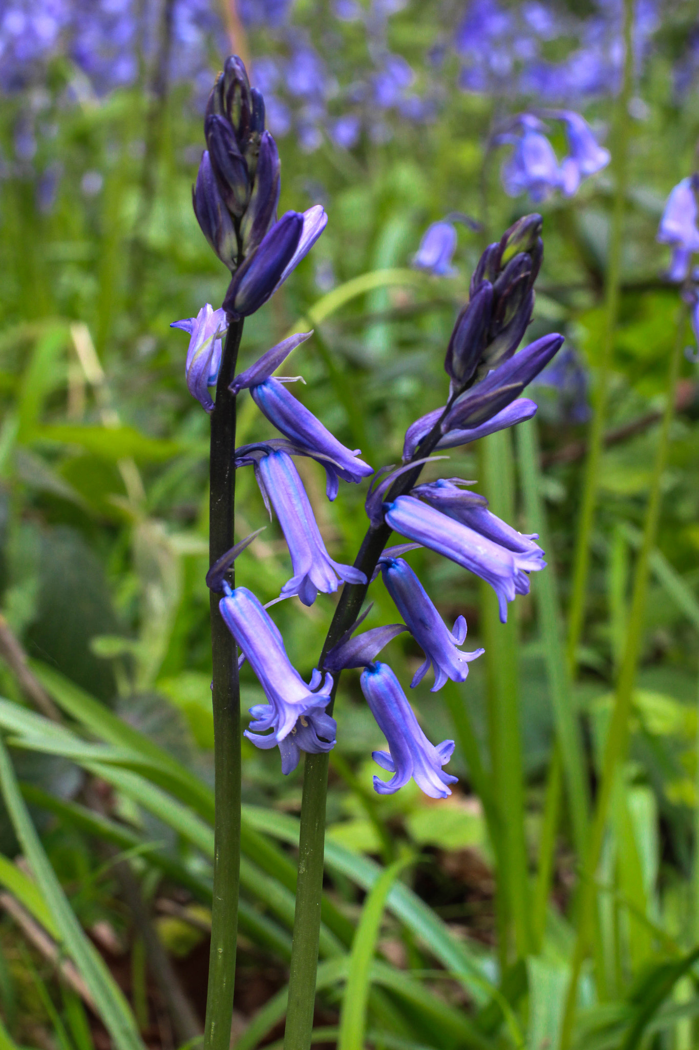 Canon EOS 100D (EOS Rebel SL1 / EOS Kiss X7) + Canon EF 50mm F1.4 USM sample photo. Sweet bluebells photography