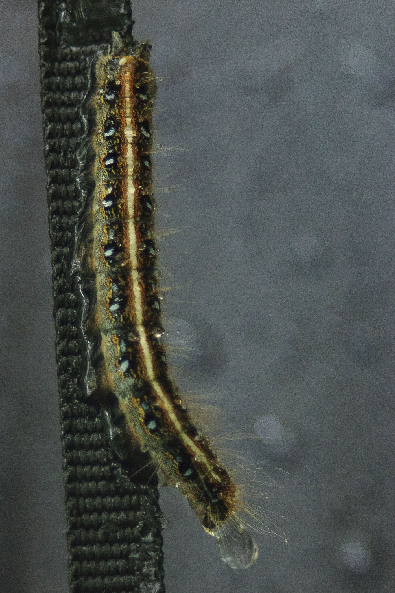 Canon EF 35-80mm f/4-5.6 sample photo. Caterpillar photography