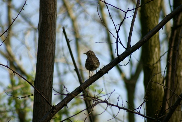 Sony Alpha DSLR-A200 + Minolta AF 100-300mm F4.5-5.6 sample photo. Śpiewak  (turdus philomelos) photography