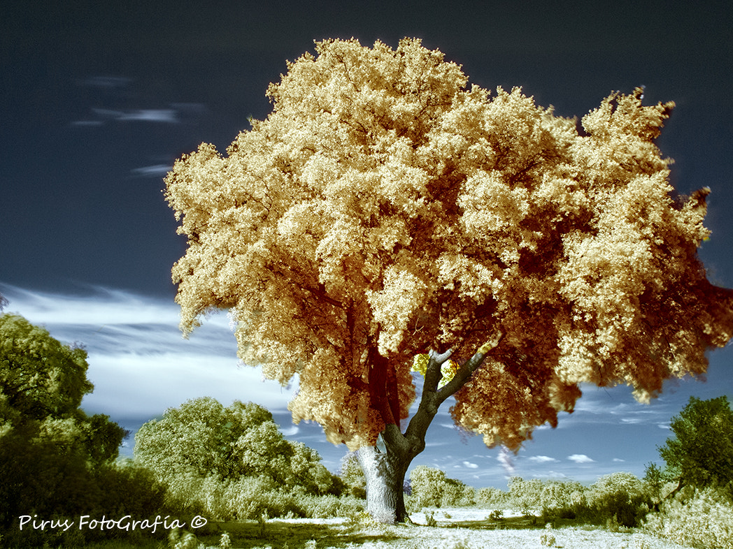OLYMPUS 14-42mm Lens sample photo. Holm oak photography