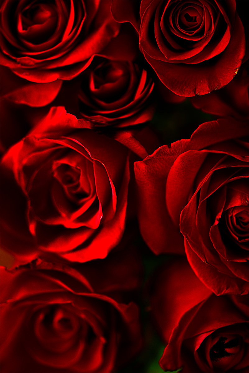 Nikon D610 + Nikon AF Micro-Nikkor 60mm F2.8D sample photo. Roses are always beautiful to photograph photography
