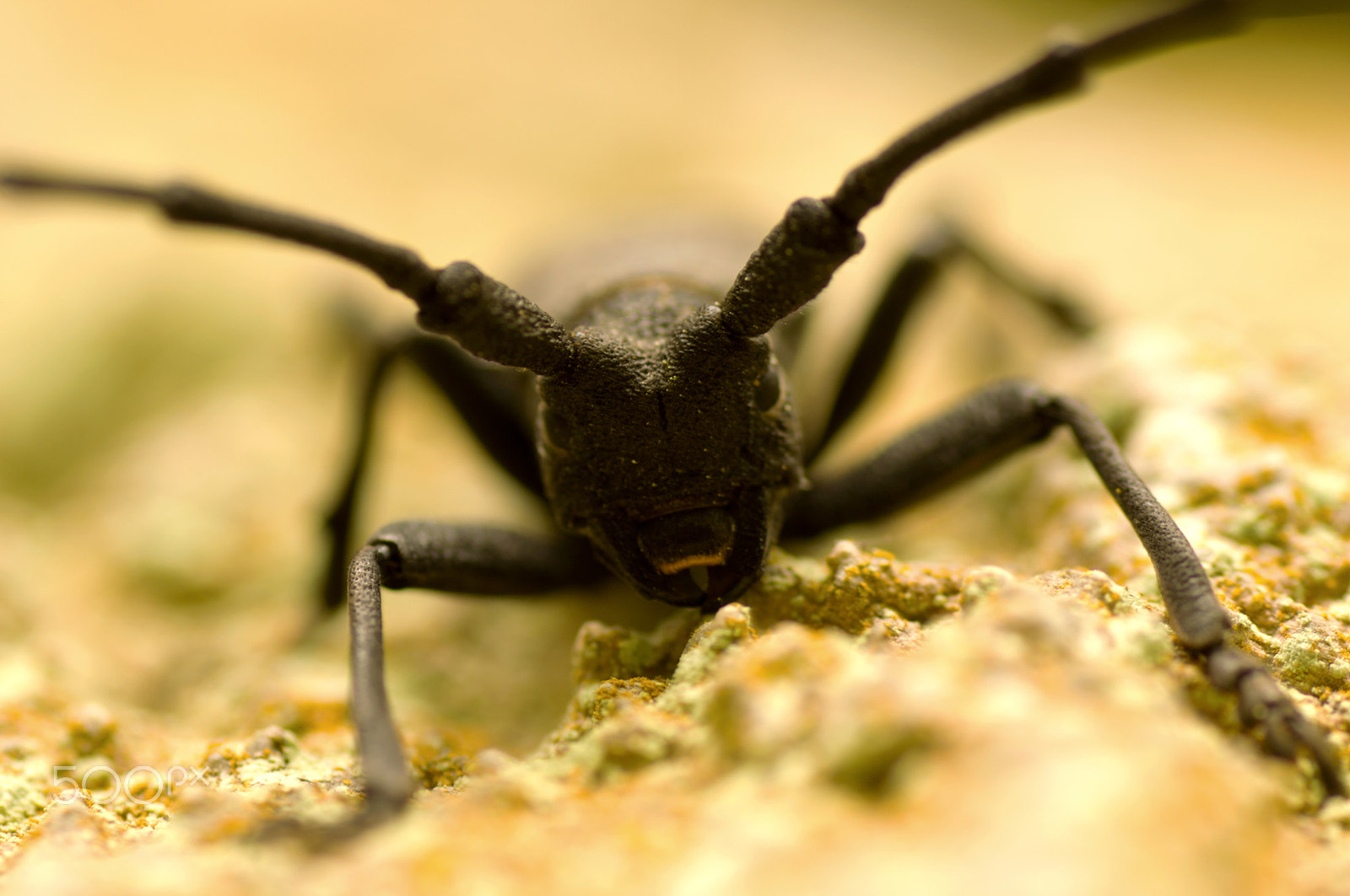 Sony Alpha DSLR-A580 + Tamron SP AF 90mm F2.8 Di Macro sample photo. Bug face photography