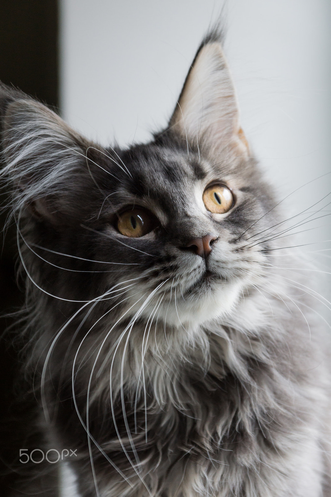 Sony SLT-A65 (SLT-A65V) sample photo. Maine coon muffin photography