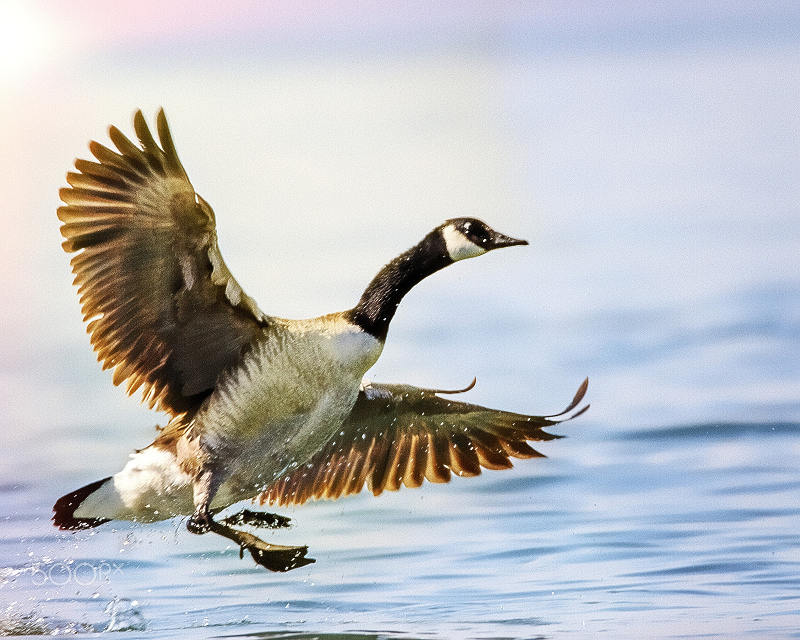 Sigma 150-600mm F5-6.3 DG OS HSM | C sample photo. Winged friend photography