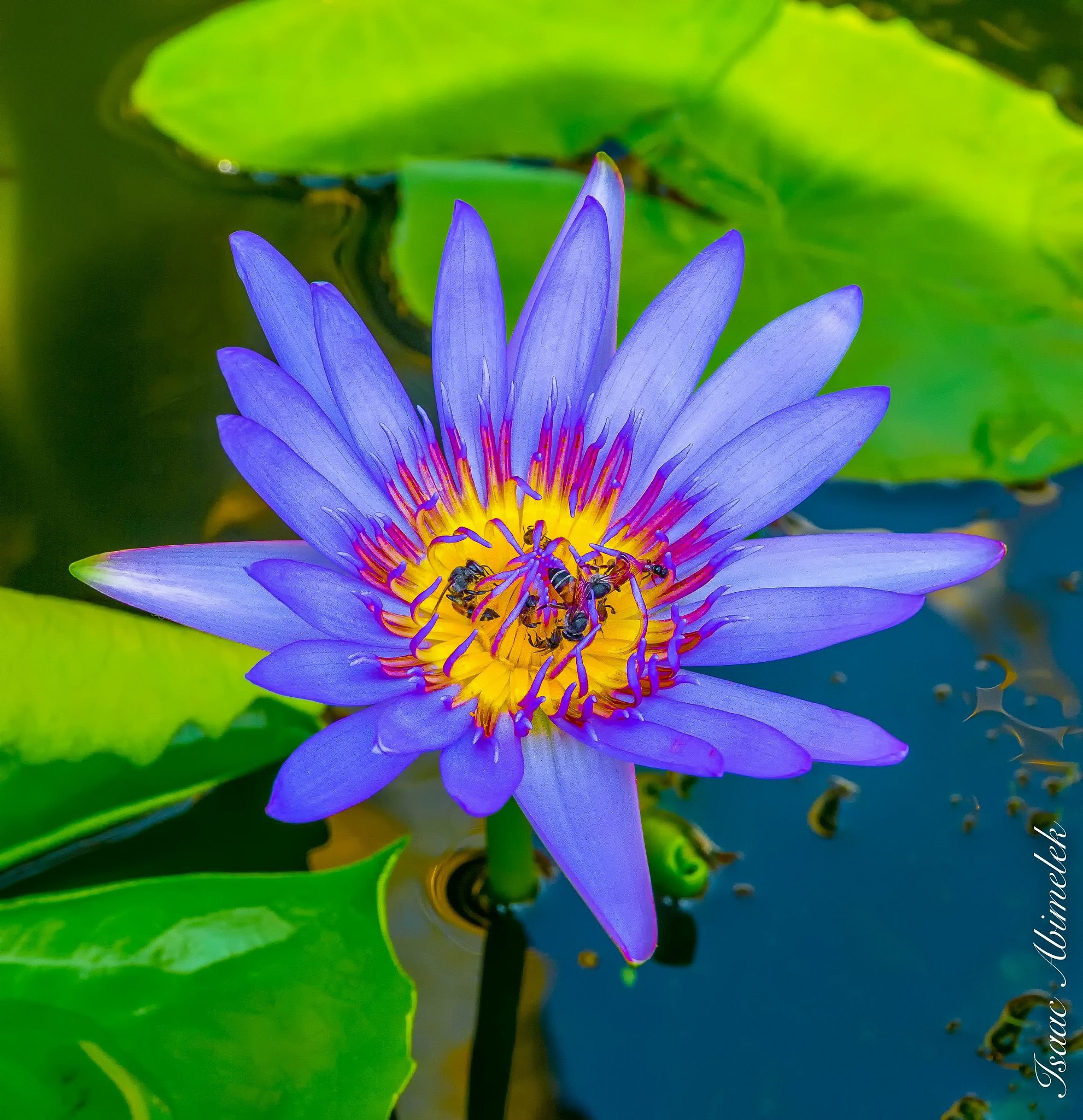 Nikon D5200 + Sigma 17-70mm F2.8-4 DC Macro OS HSM | C sample photo. Flor de loto violeta photography