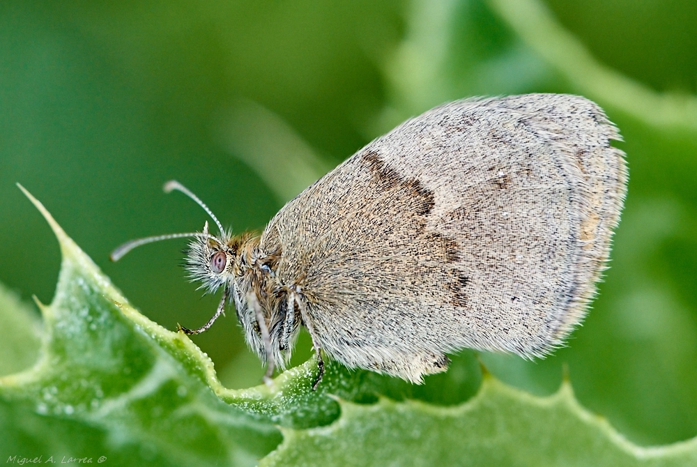Sony ILCA-77M2 sample photo. Yphthimoides celmis photography
