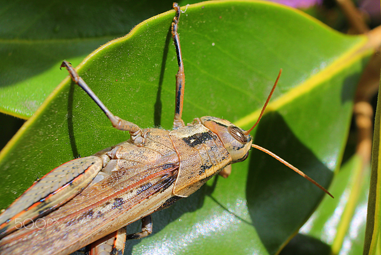 Canon EOS 1100D (EOS Rebel T3 / EOS Kiss X50) sample photo. Bug's life photography