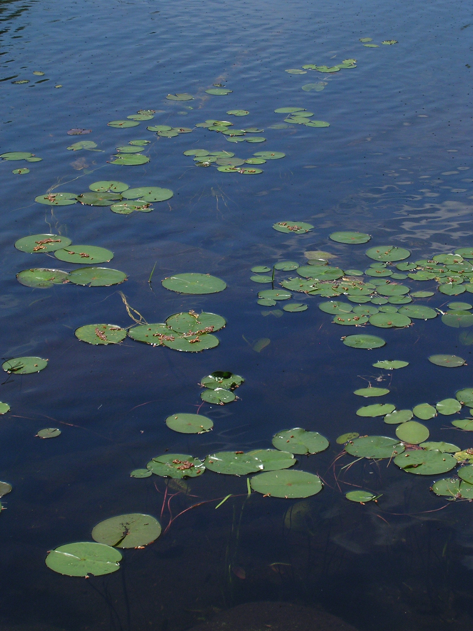 Nikon E3100 sample photo. Adirondack hike photography
