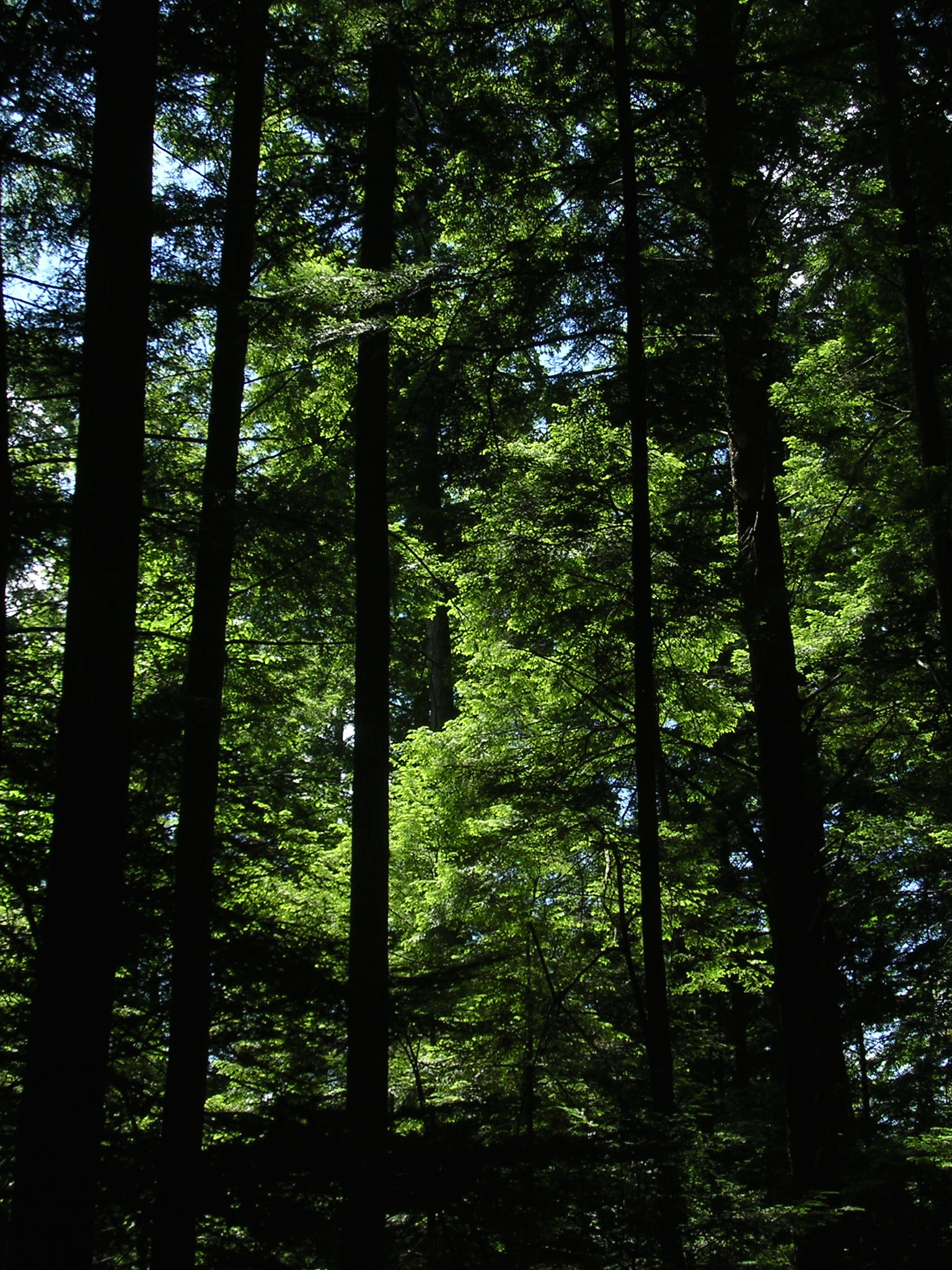 Nikon E3100 sample photo. Adirondack hike photography