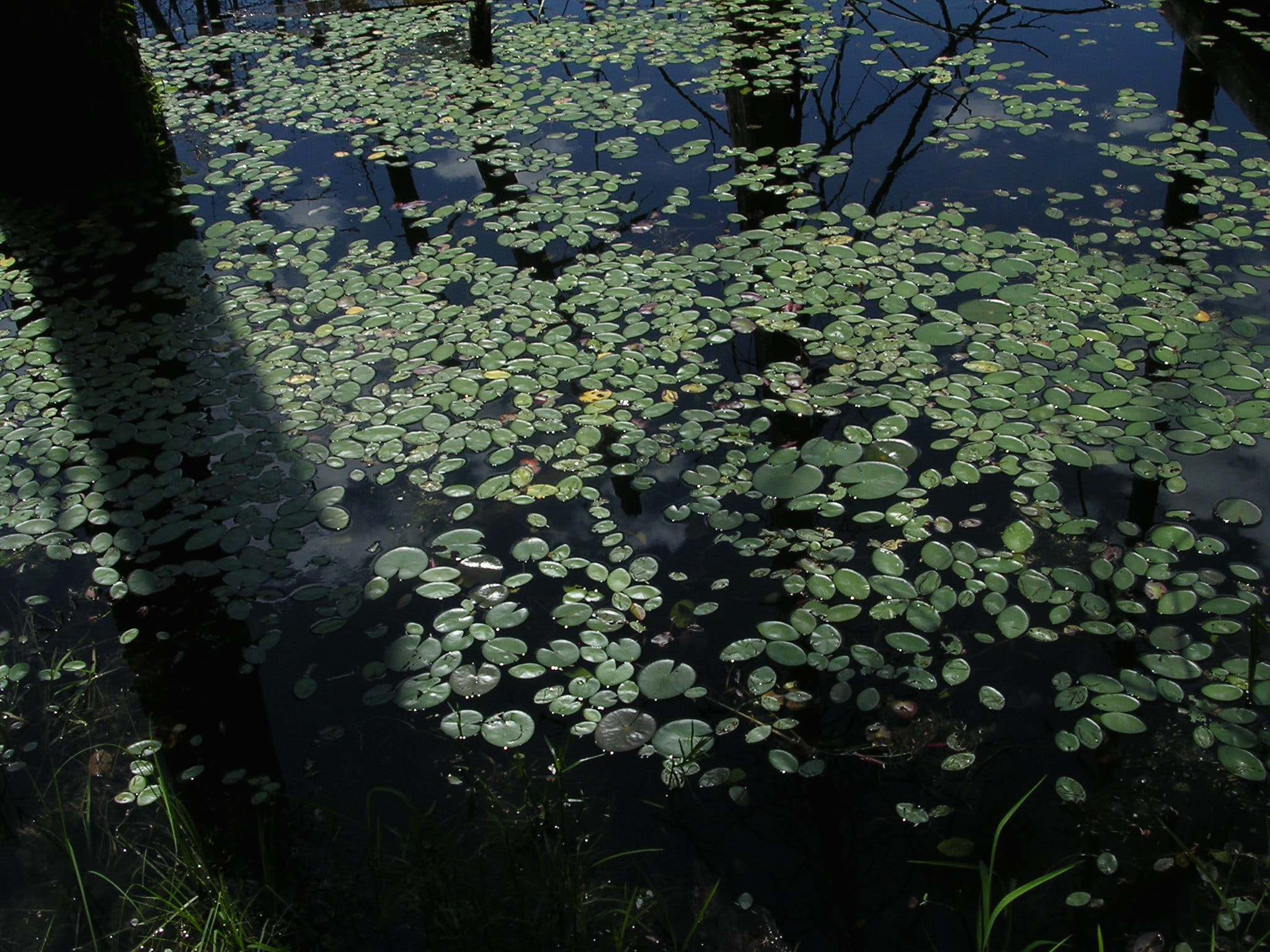 Nikon E3100 sample photo. Adirondack hike photography