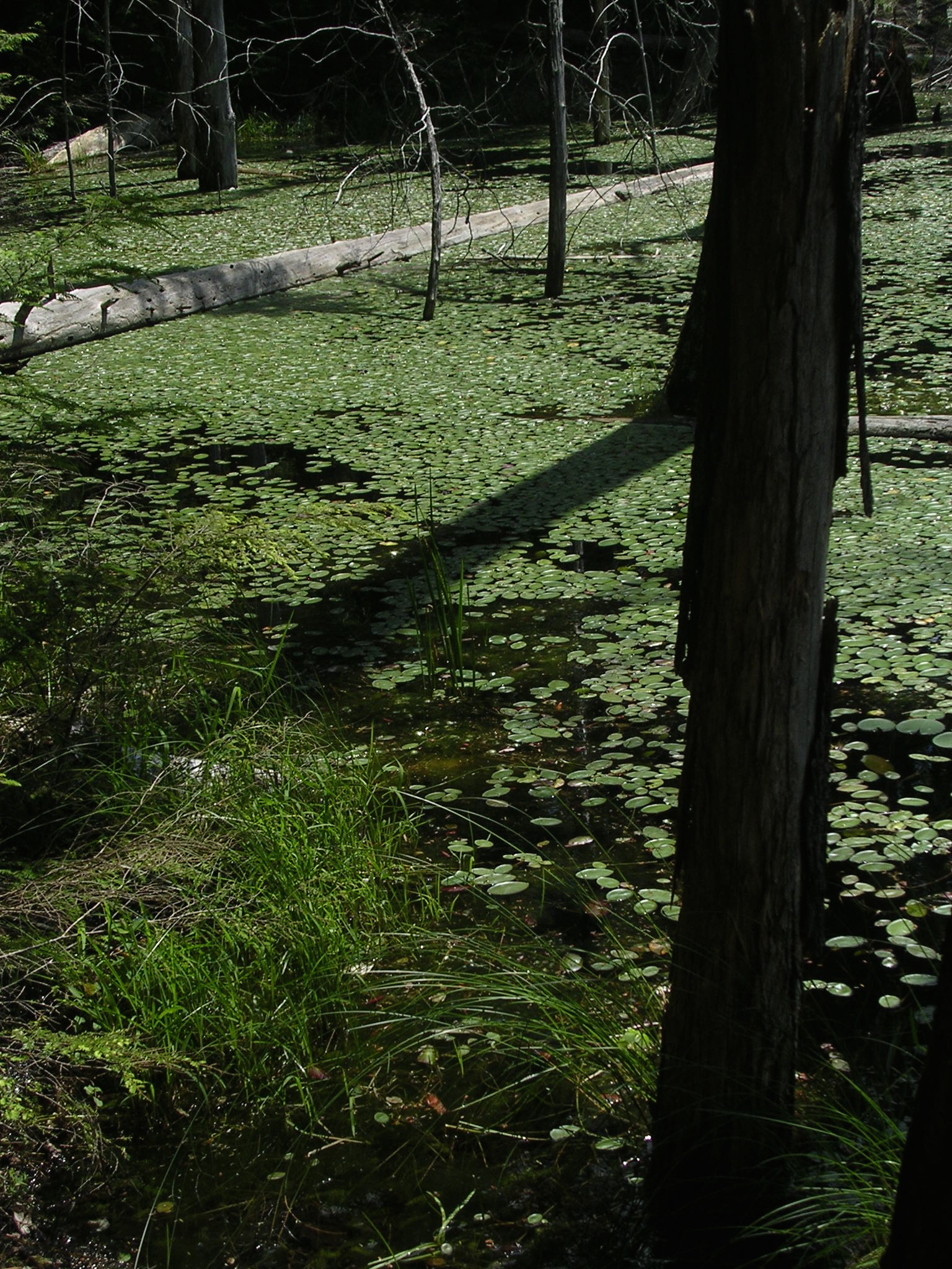 Nikon E3100 sample photo. Adirondack hike photography