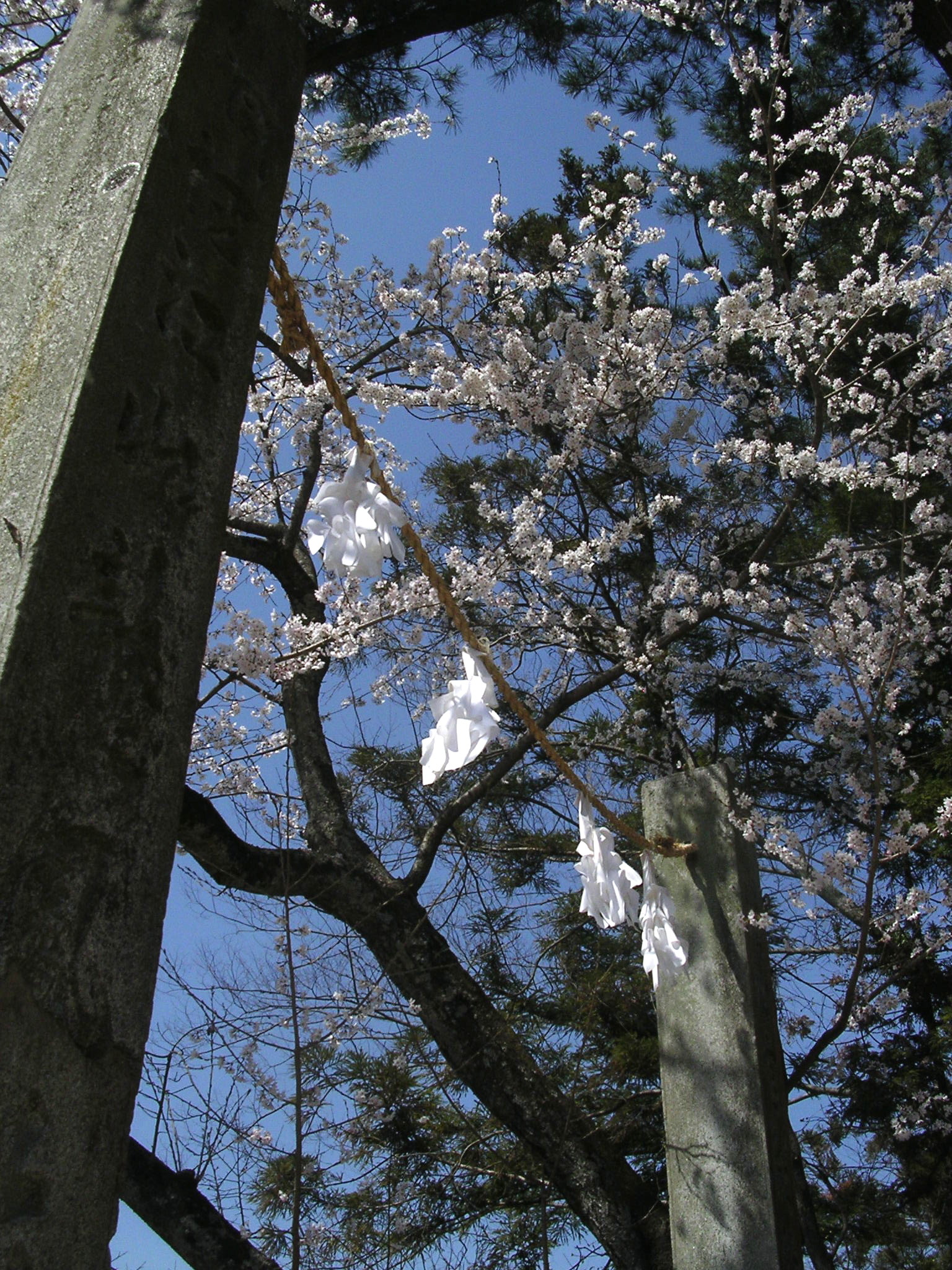 Nikon E3100 sample photo. 鹿児島の神社 shrine in kagoshima photography