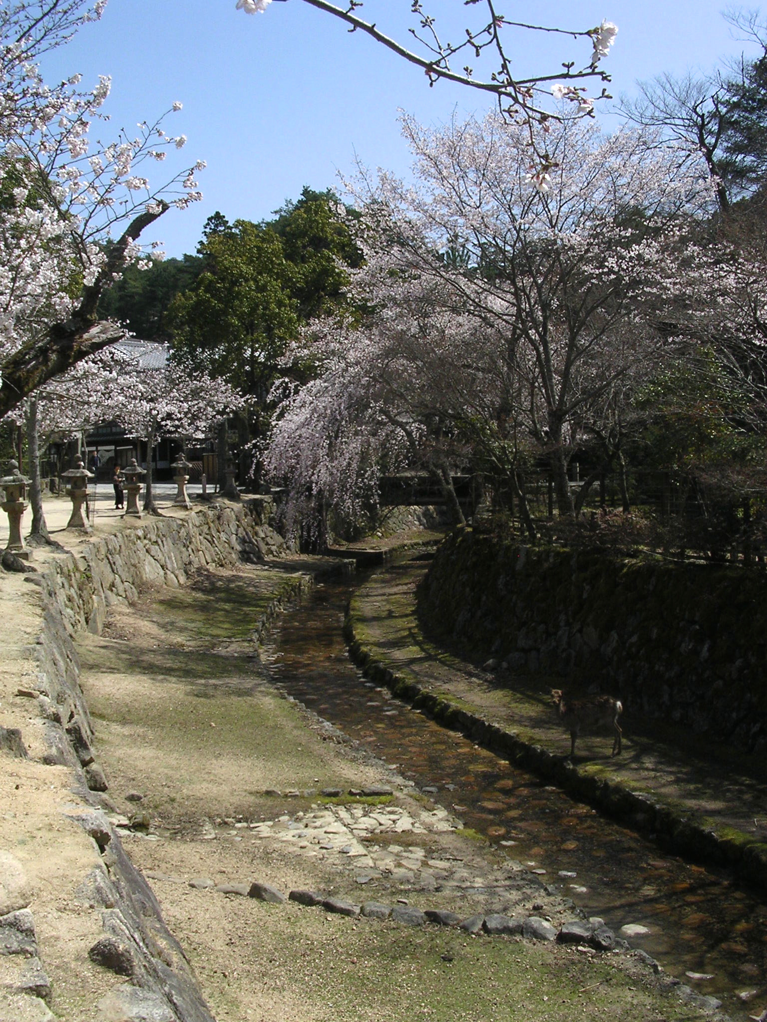 Nikon E3100 sample photo. 鹿児島の神社 shrine in kagoshima photography