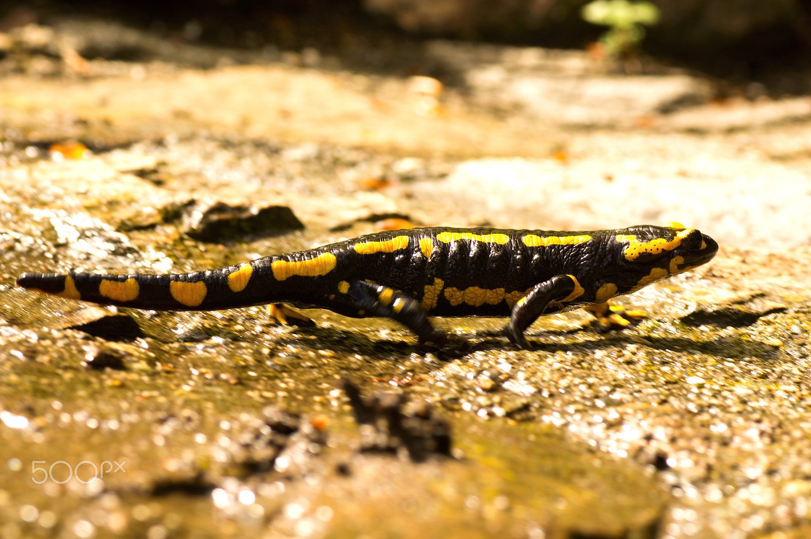 Sony Alpha DSLR-A580 + Tamron SP AF 90mm F2.8 Di Macro sample photo. Salamander on fire photography