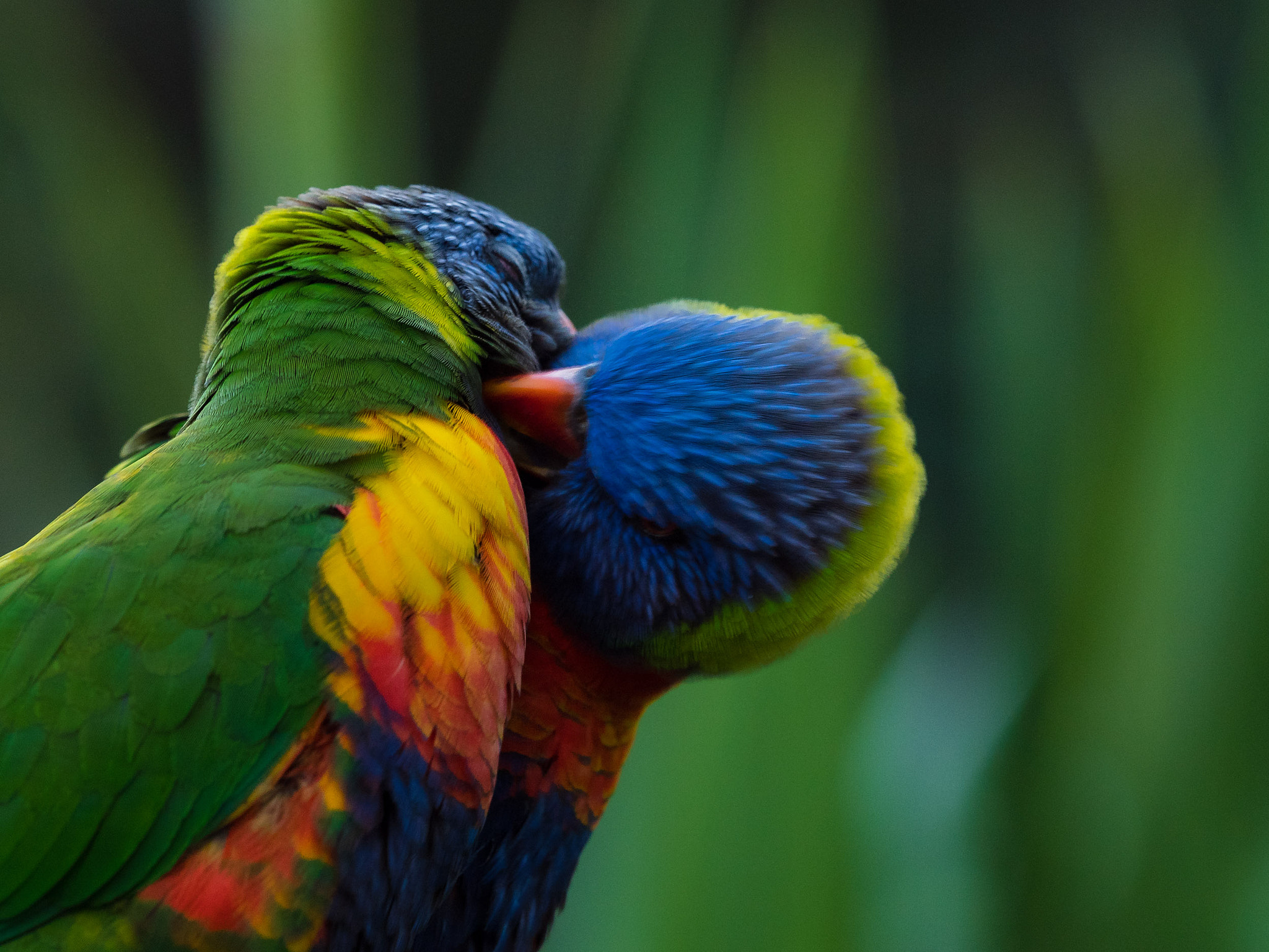 Panasonic Lumix DMC-GX8 + Olympus M.Zuiko Digital ED 40-150mm F2.8 Pro sample photo. Love birds photography