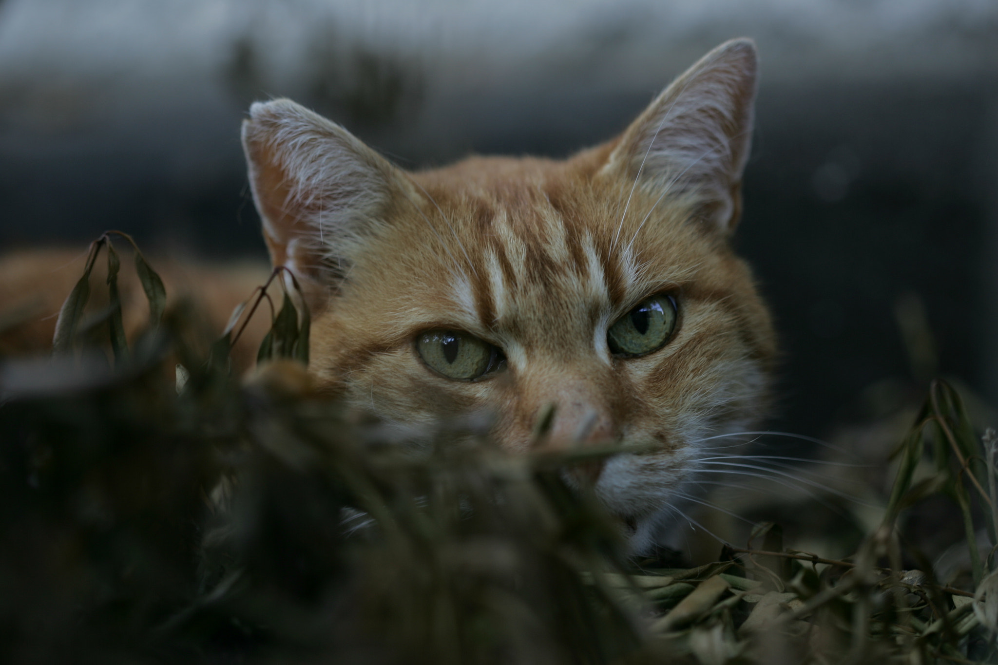 Canon EOS-1D Mark II sample photo. Tiger photography