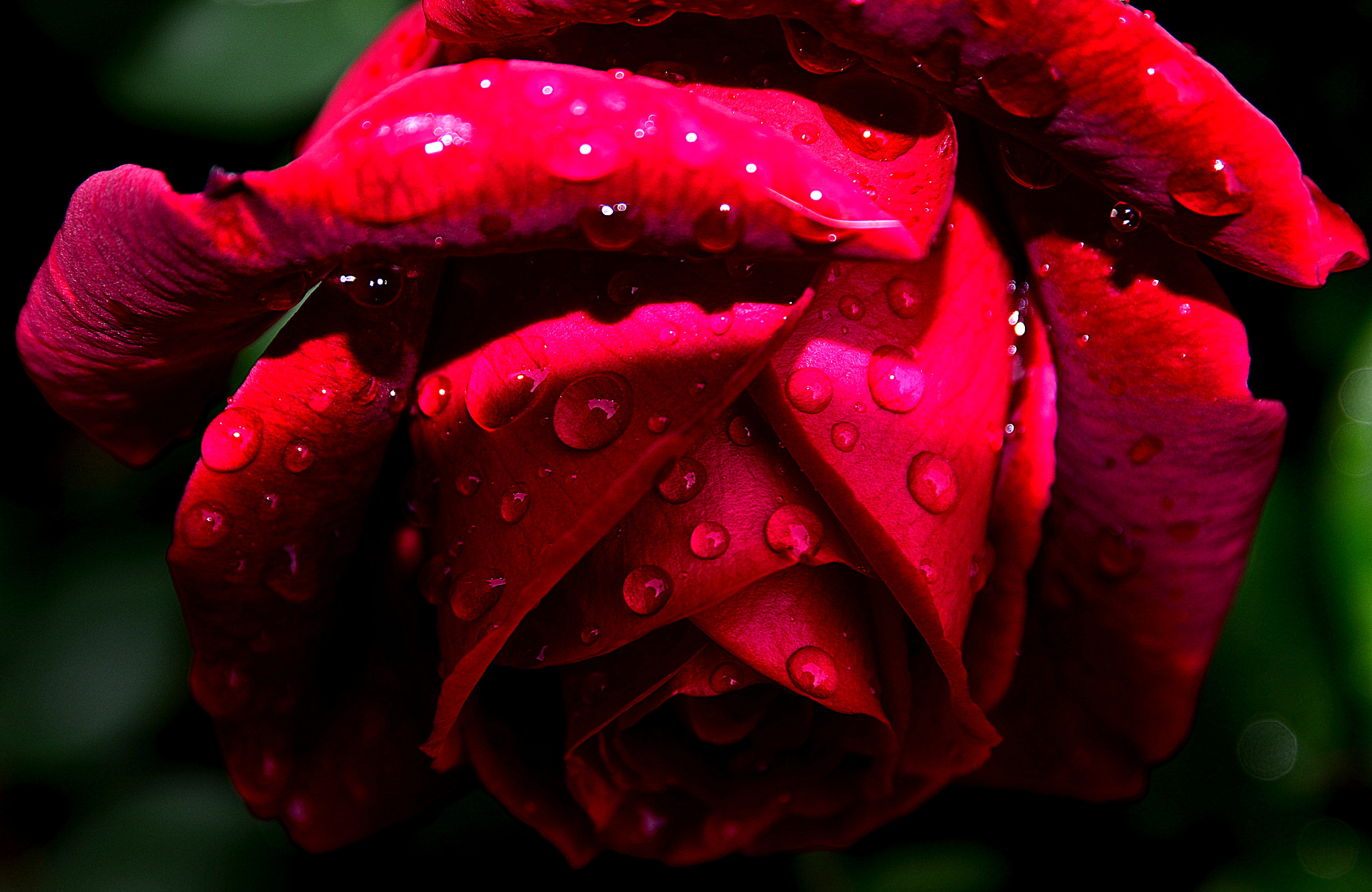 Nikon D5100 + Sigma 17-70mm F2.8-4 DC Macro OS HSM | C sample photo. Wet rose photography