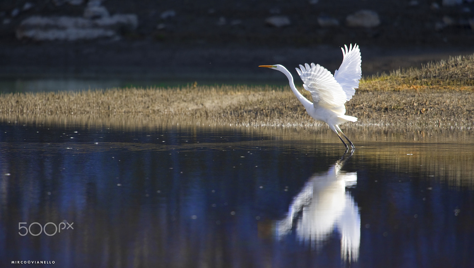 Nikon D3S + Nikon AF-S Nikkor 500mm F4G ED VR sample photo. Airone photography
