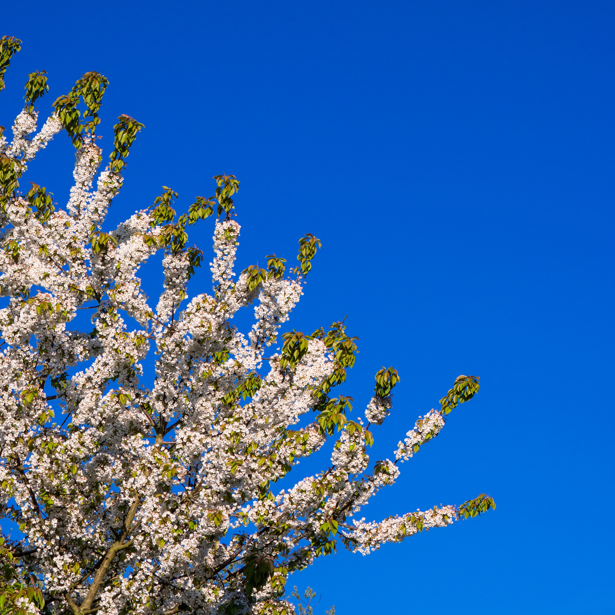 LUMIX G VARIO 45-150/F4.0-5.6 sample photo. Cherry tree photography
