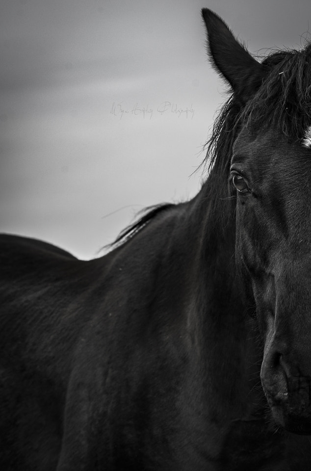 Sony 70-400mm F4-5.6 G SSM II sample photo. Black beauty. photography