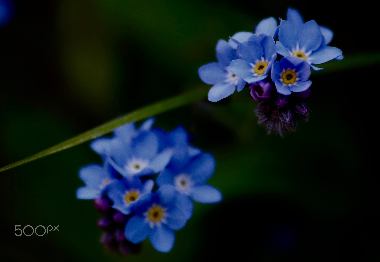 Canon EOS 750D (EOS Rebel T6i / EOS Kiss X8i) + Canon 70-300mm sample photo. Blue flowers photography
