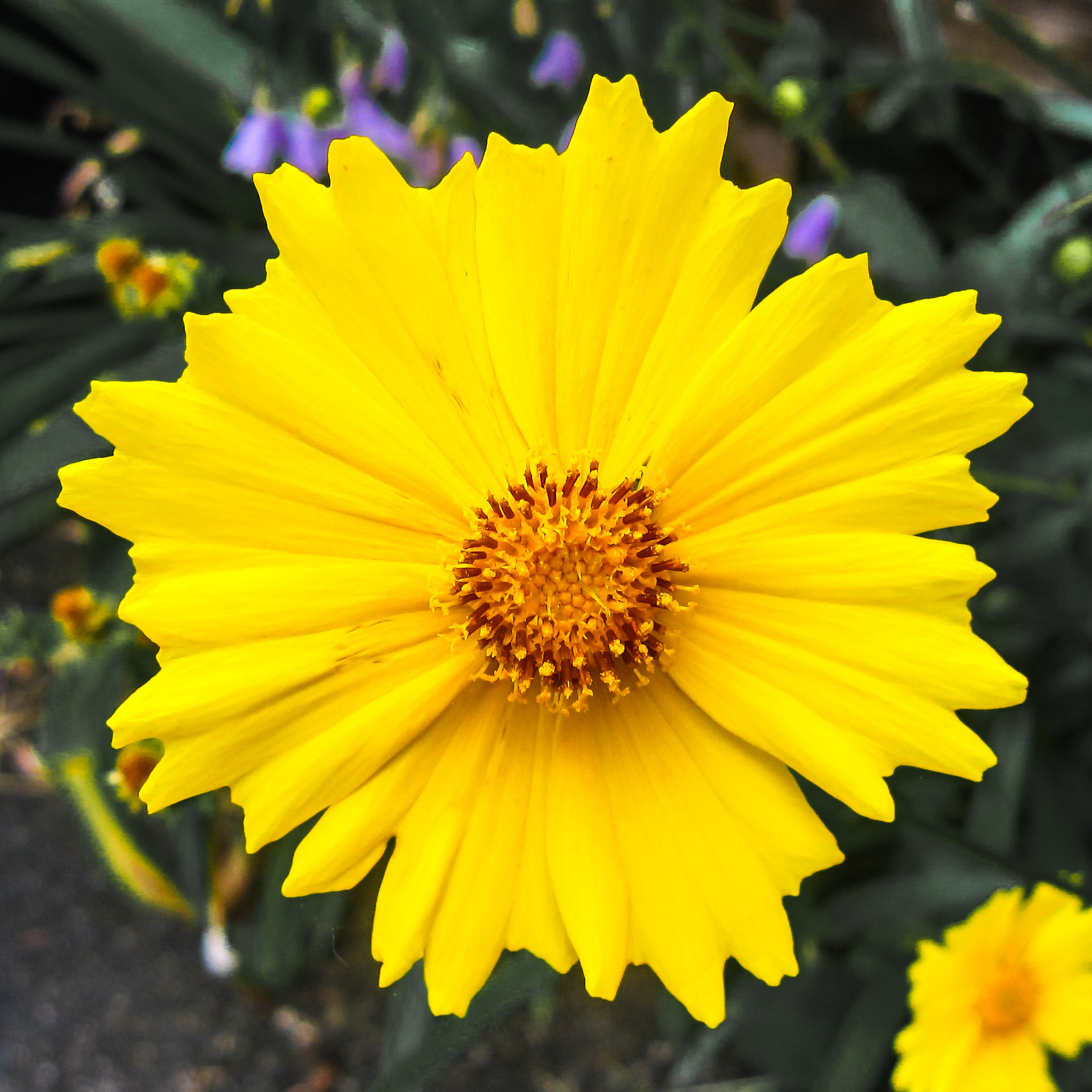 Canon PowerShot SD880 IS (Digital IXUS 870 IS / IXY Digital 920 IS) sample photo. Yellow flower photography