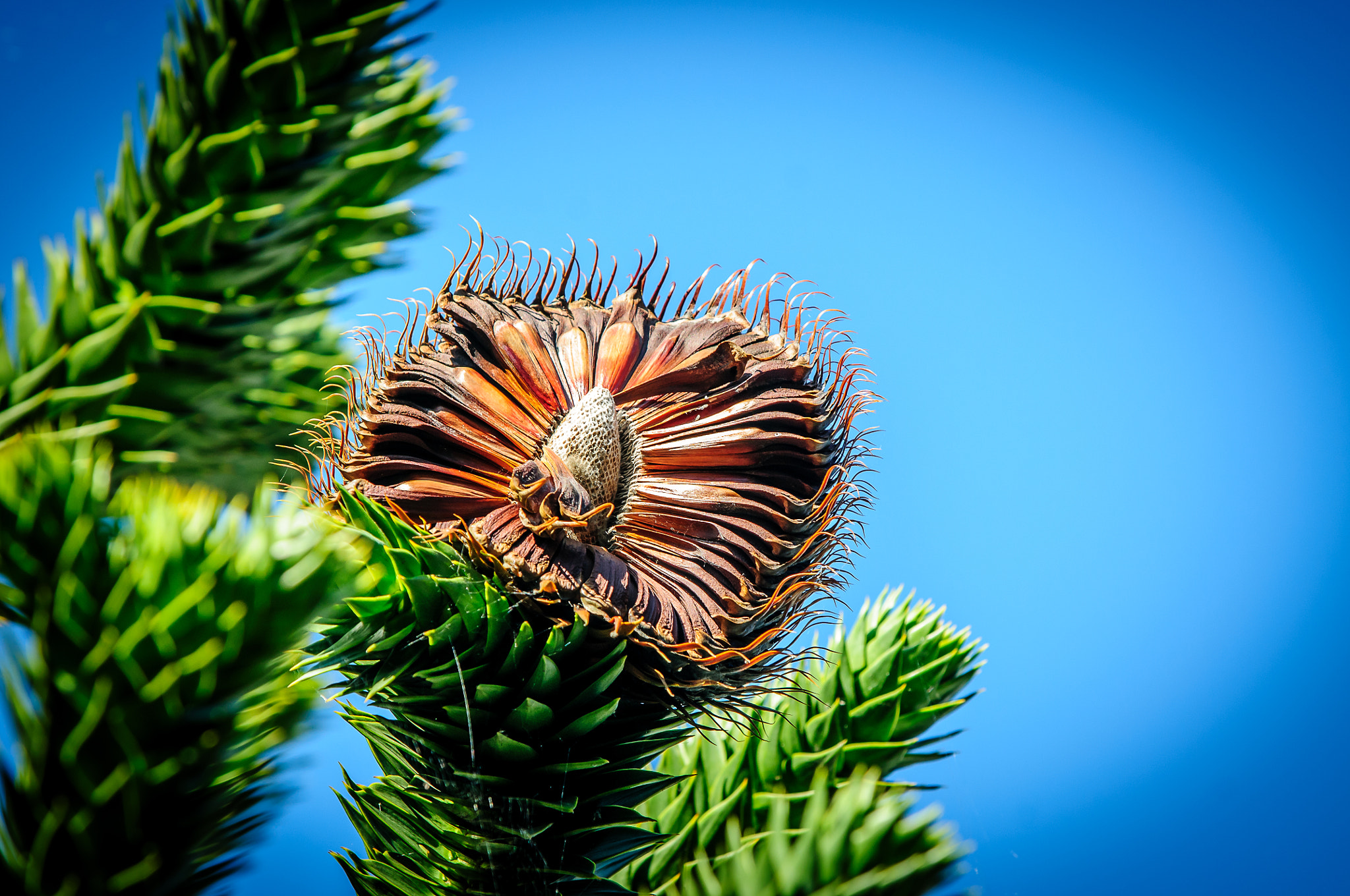 Nikon D300 + AF-S Zoom-Nikkor 80-200mm f/2.8D IF-ED sample photo. Chilean araucaria photography