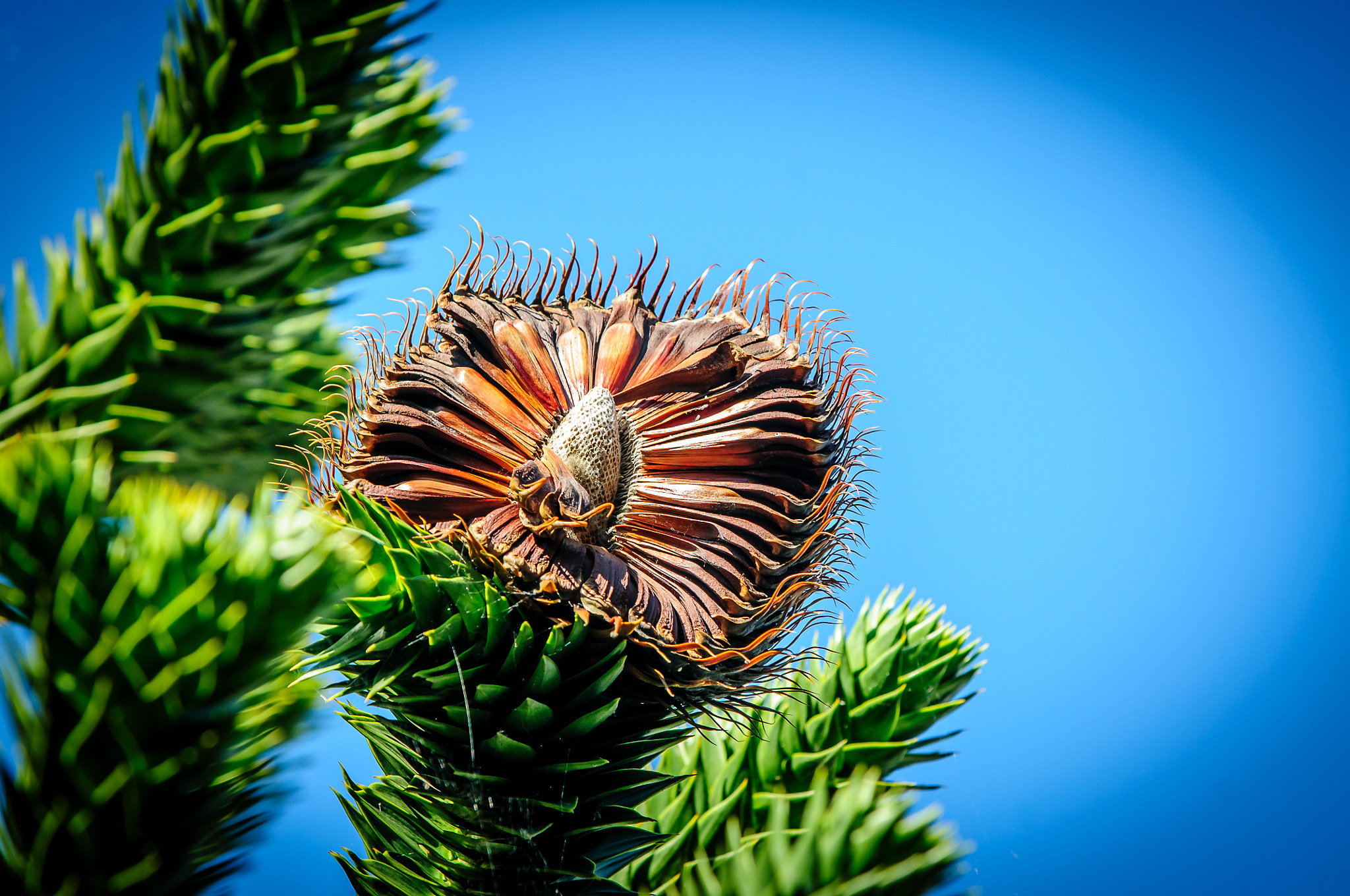 AF-S Zoom-Nikkor 80-200mm f/2.8D IF-ED sample photo. Chilean araucaria photography