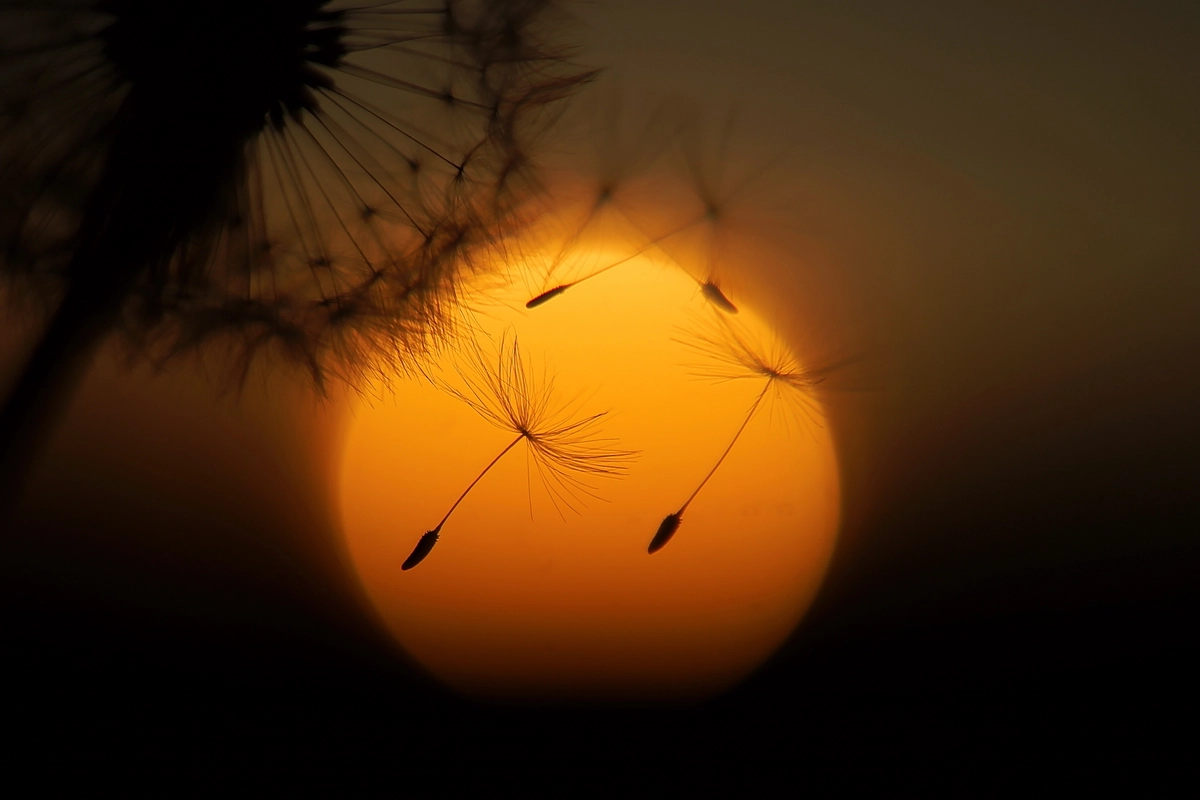Sony a99 II + Minolta AF 50mm F1.7 sample photo. Pusteblume photography