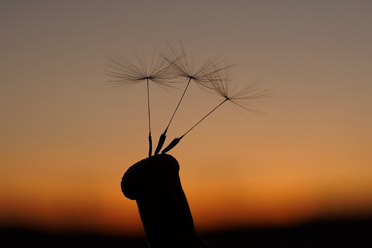 Sony a99 II + Minolta AF 50mm F1.7 sample photo. Pusteblume photography