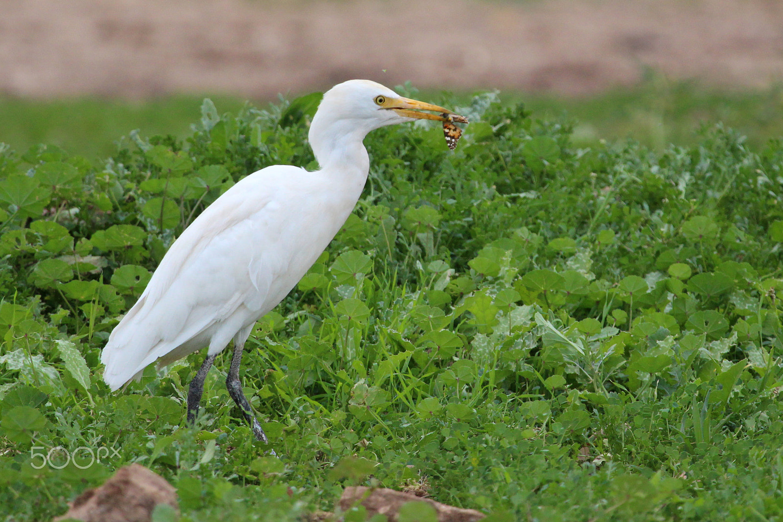 Canon EF 100-400mm F4.5-5.6L IS USM sample photo. Heron garde-boeuf photography