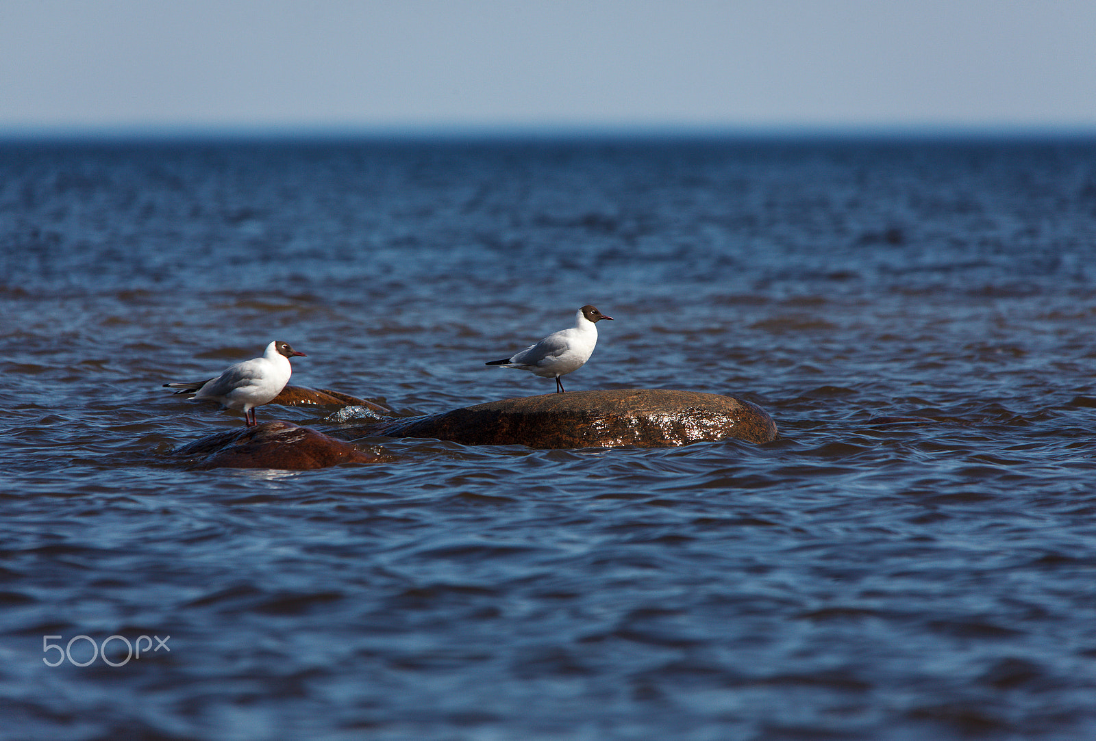 Sigma 150-500mm F5-6.3 DG OS HSM sample photo. Beautiful lake ladoga photography