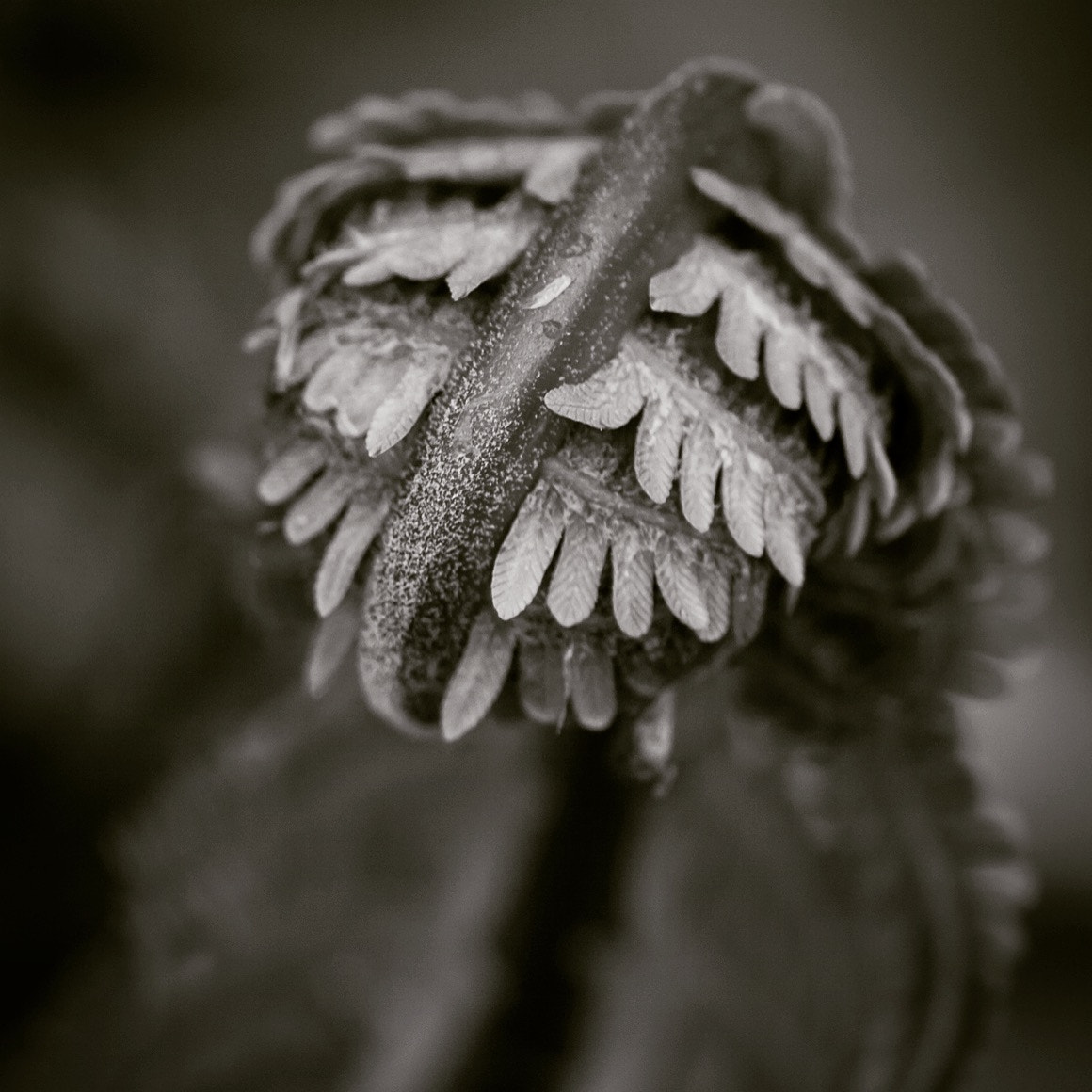 Sigma APO Macro 150mm f/2.8 EX DG HSM sample photo. Unfolding fern photography