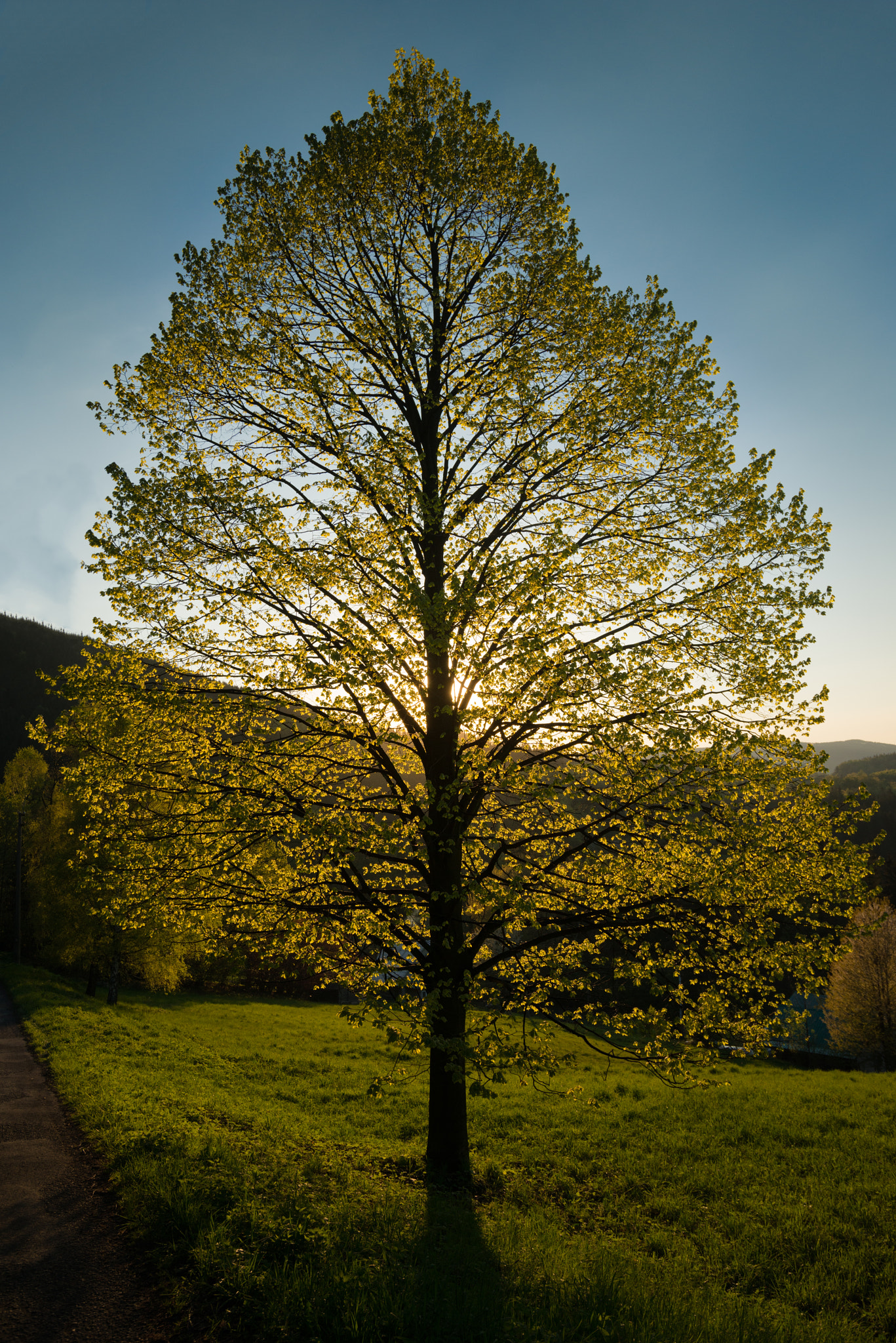 Nikon D800 + AF-S Zoom-Nikkor 24-85mm f/3.5-4.5G IF-ED sample photo. Beautiful tree in sunset photography