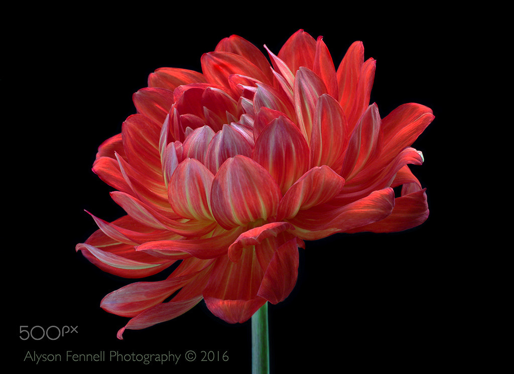 Canon EF 50mm F1.2L USM sample photo. Orange dahlia flower photography